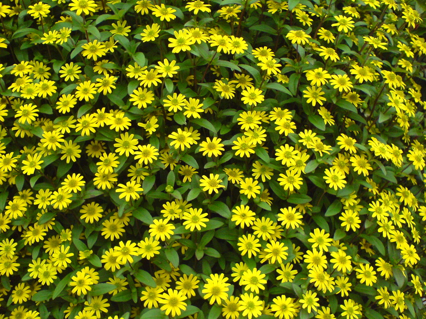 URNER zahradnictví foto 4