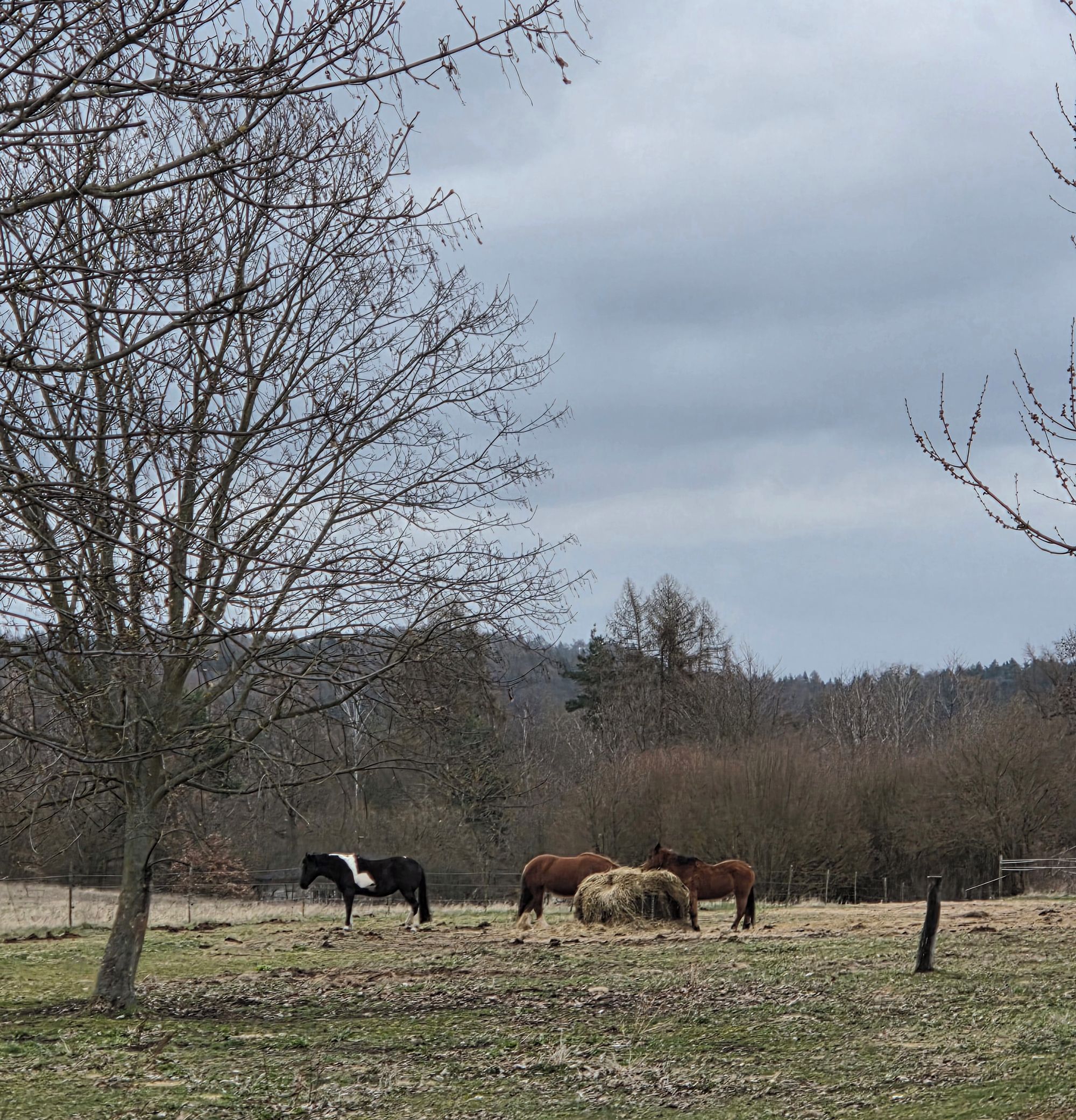Koňský mikrohospic Božkov foto 1