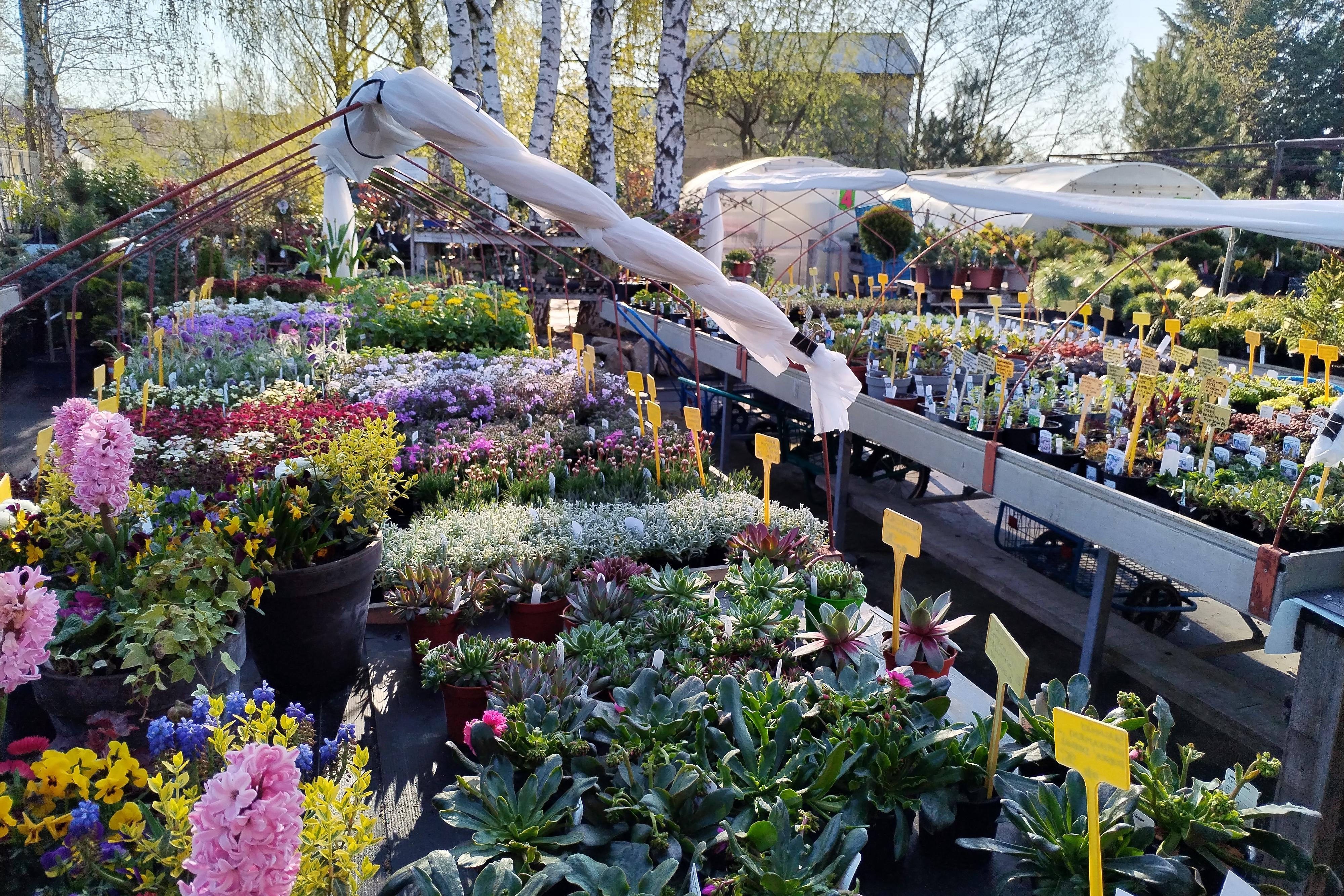 TRVALKY DO VAŠICH ZAHRAD