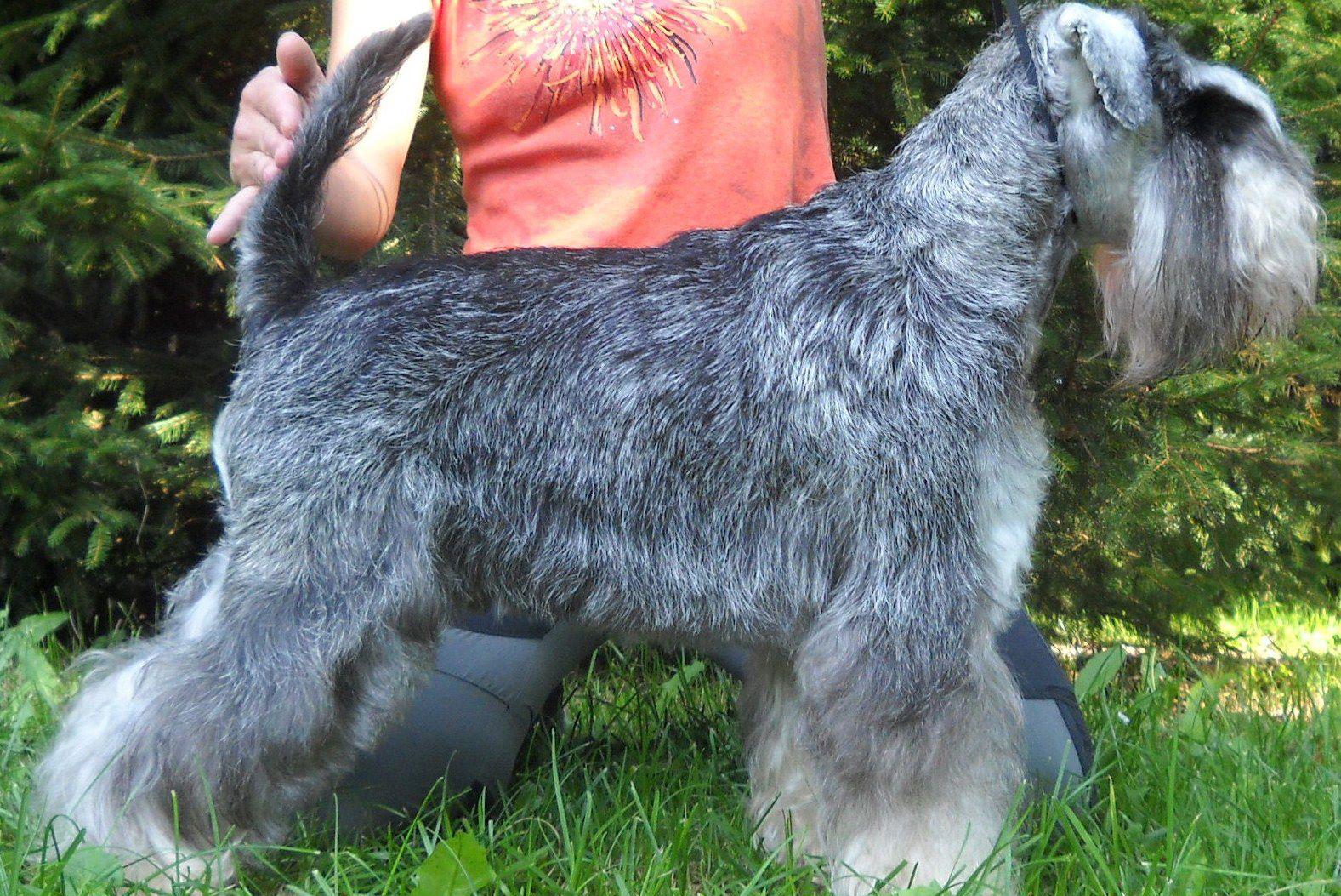 Psí salon Bc. Pavlína Hýbnerová