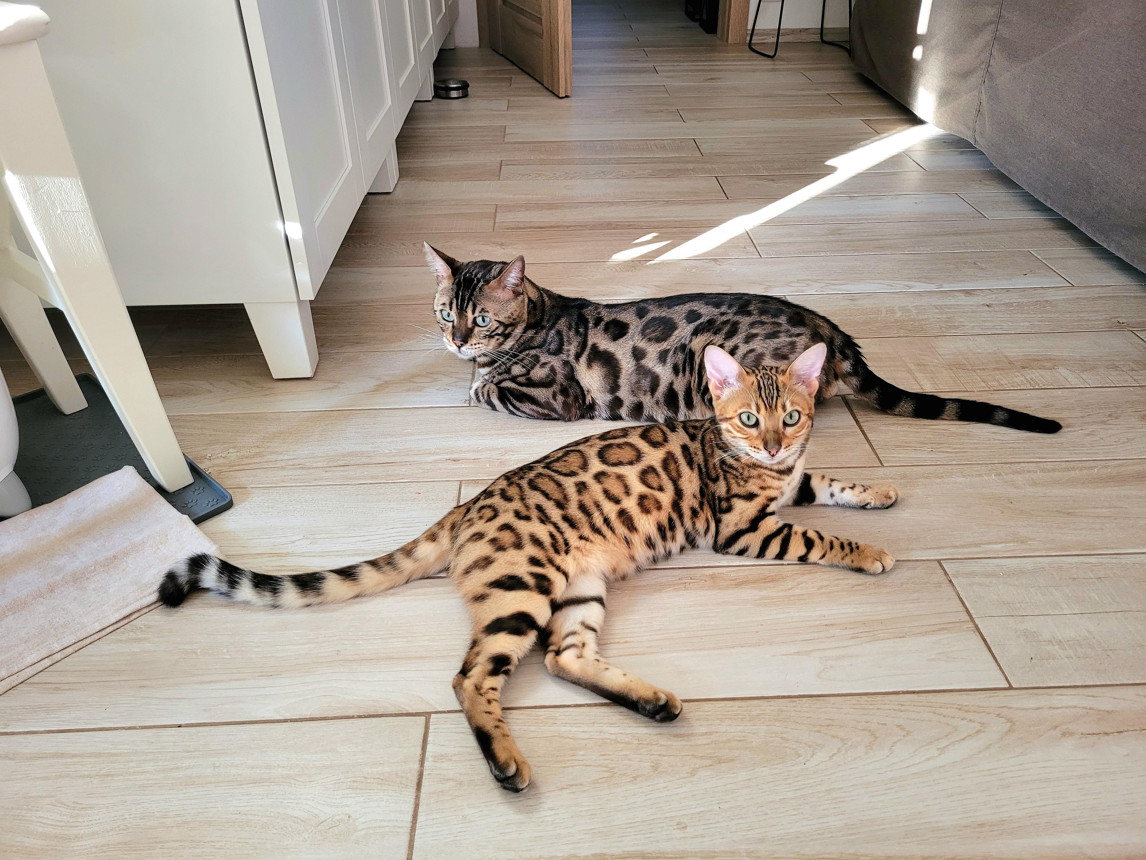 BeBePets - chovatelská stanice Bengálských koček