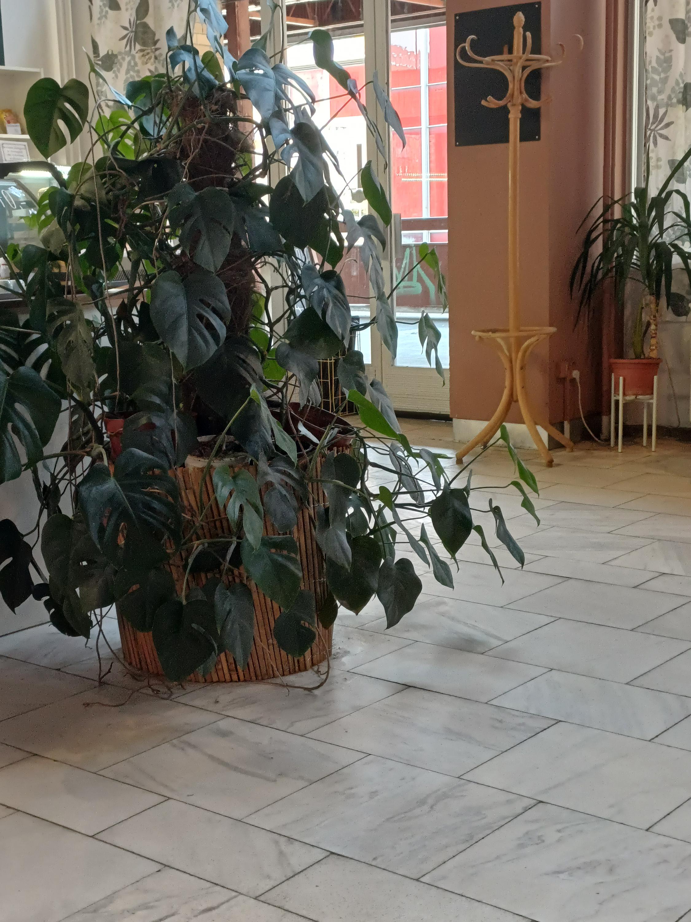 Kavárna U Elišky foto 1