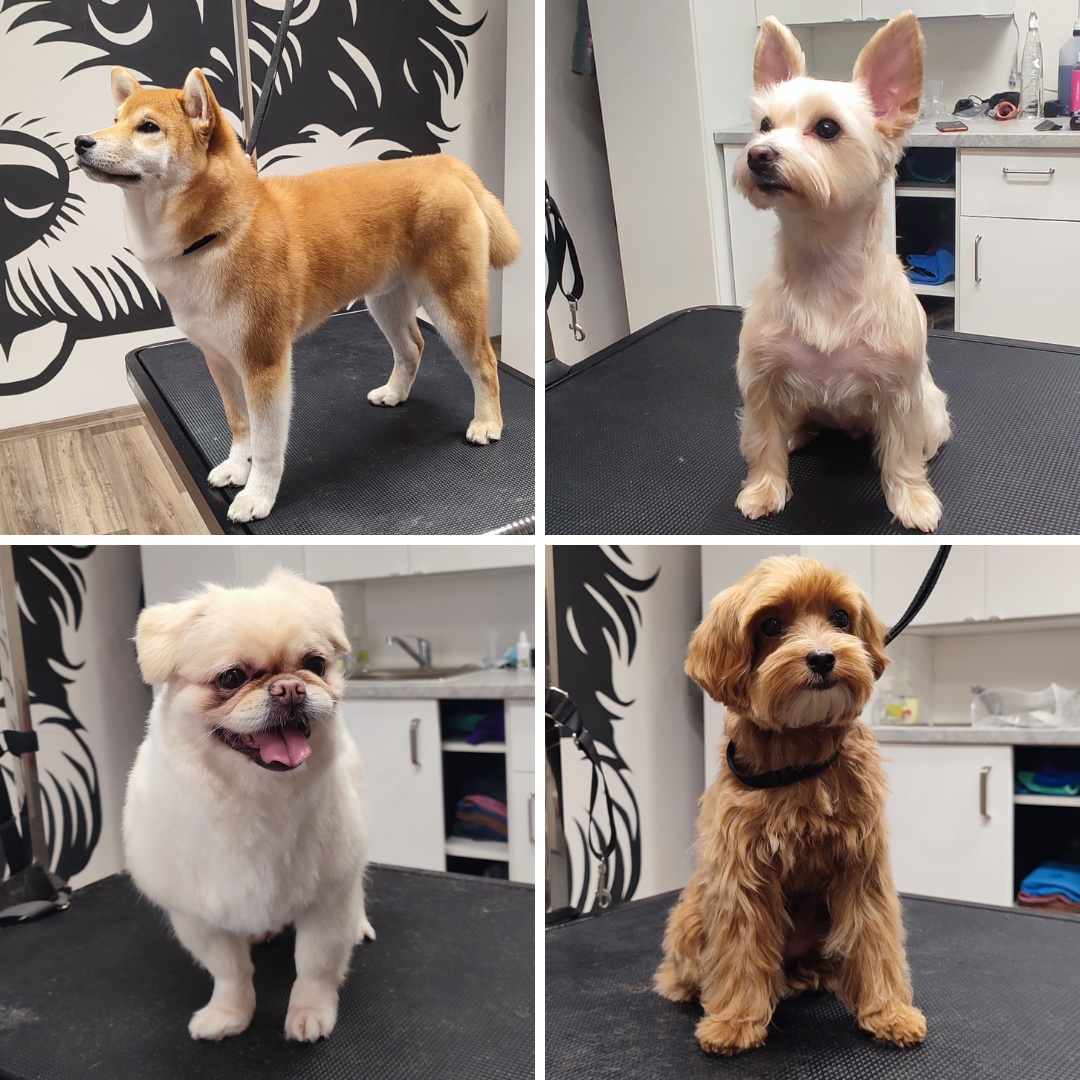 Psí salon Módní pejsek foto 4