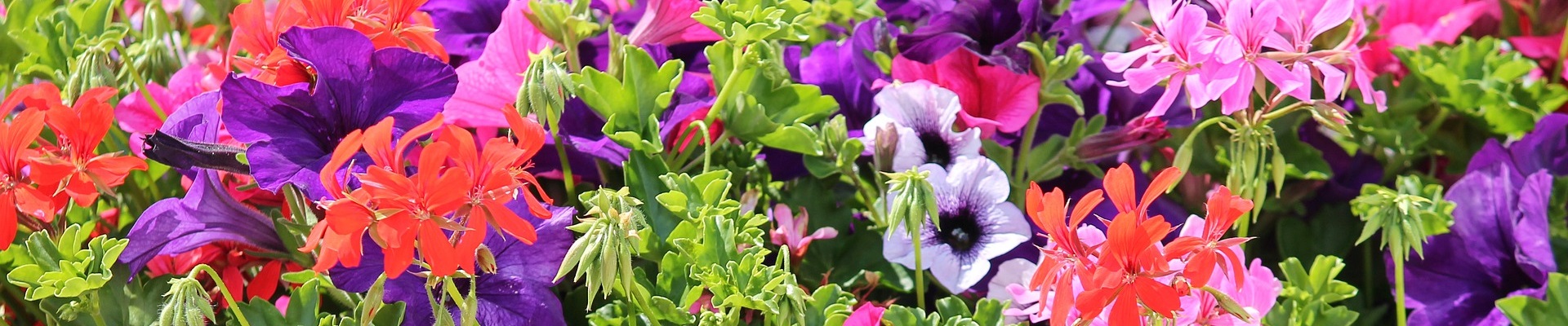 Úvodní obrázek Zahradnické centrum Jelínek