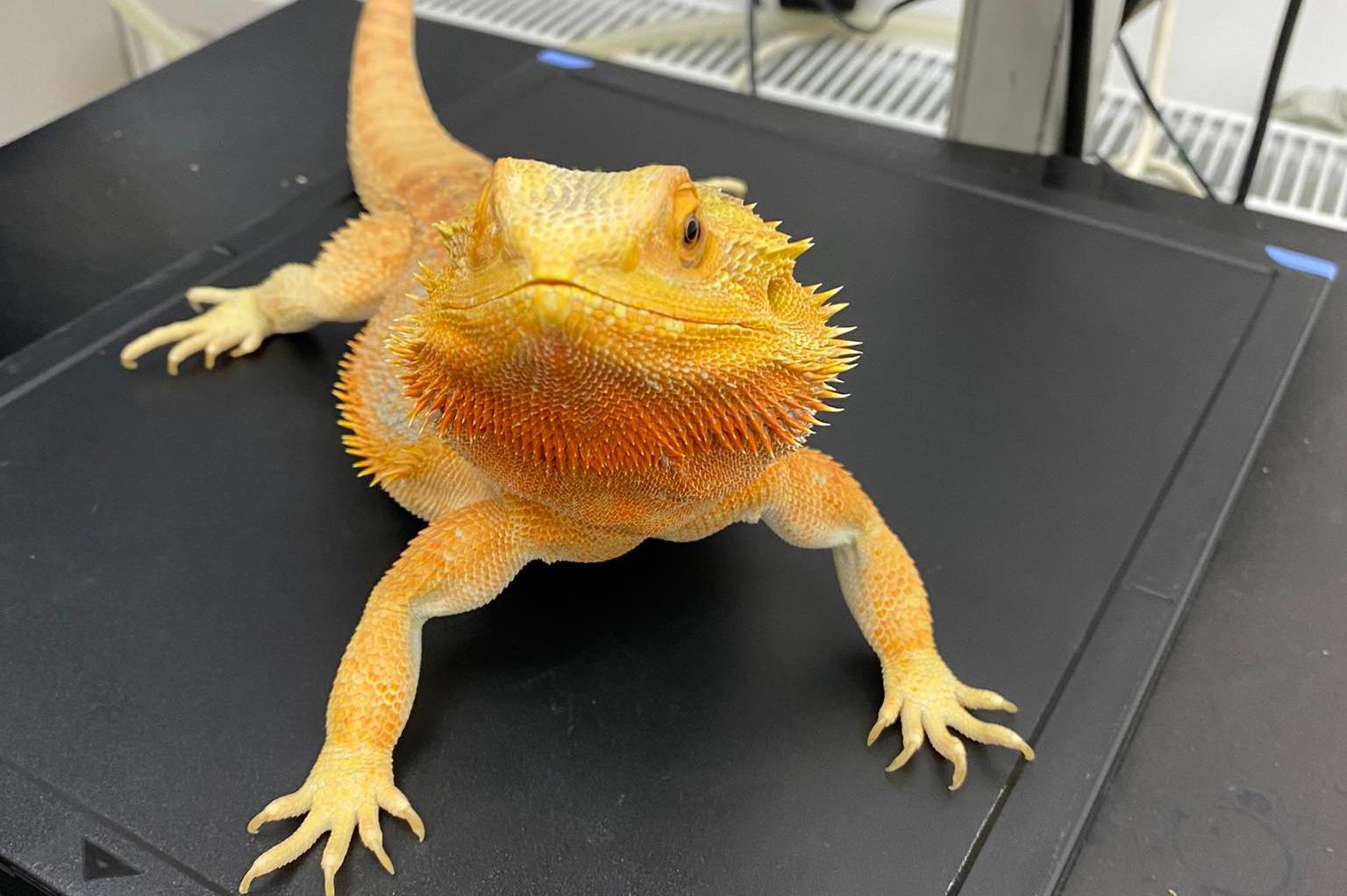 VetExotic MVDr. Sebastian Franco