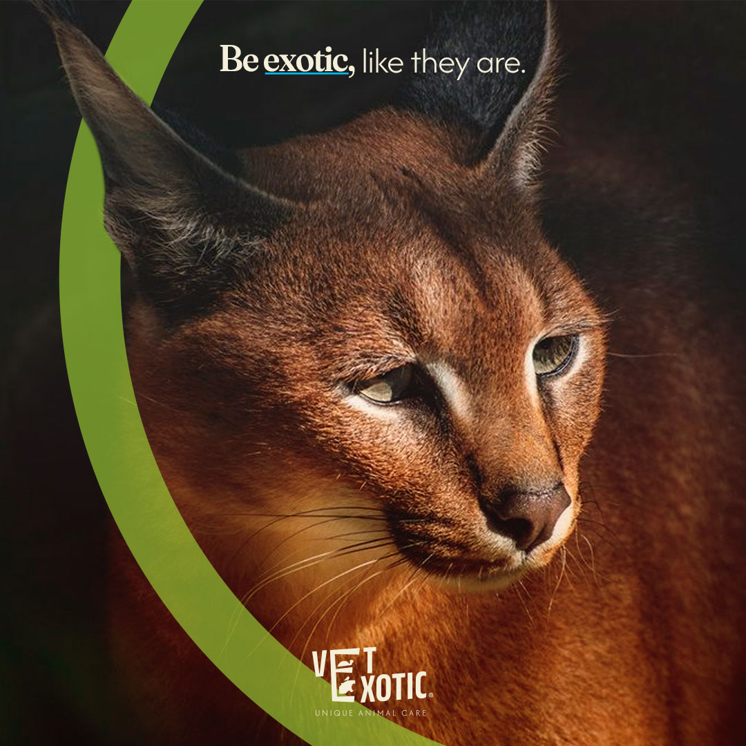 VetExotic MVDr. Sebastian Franco foto 3