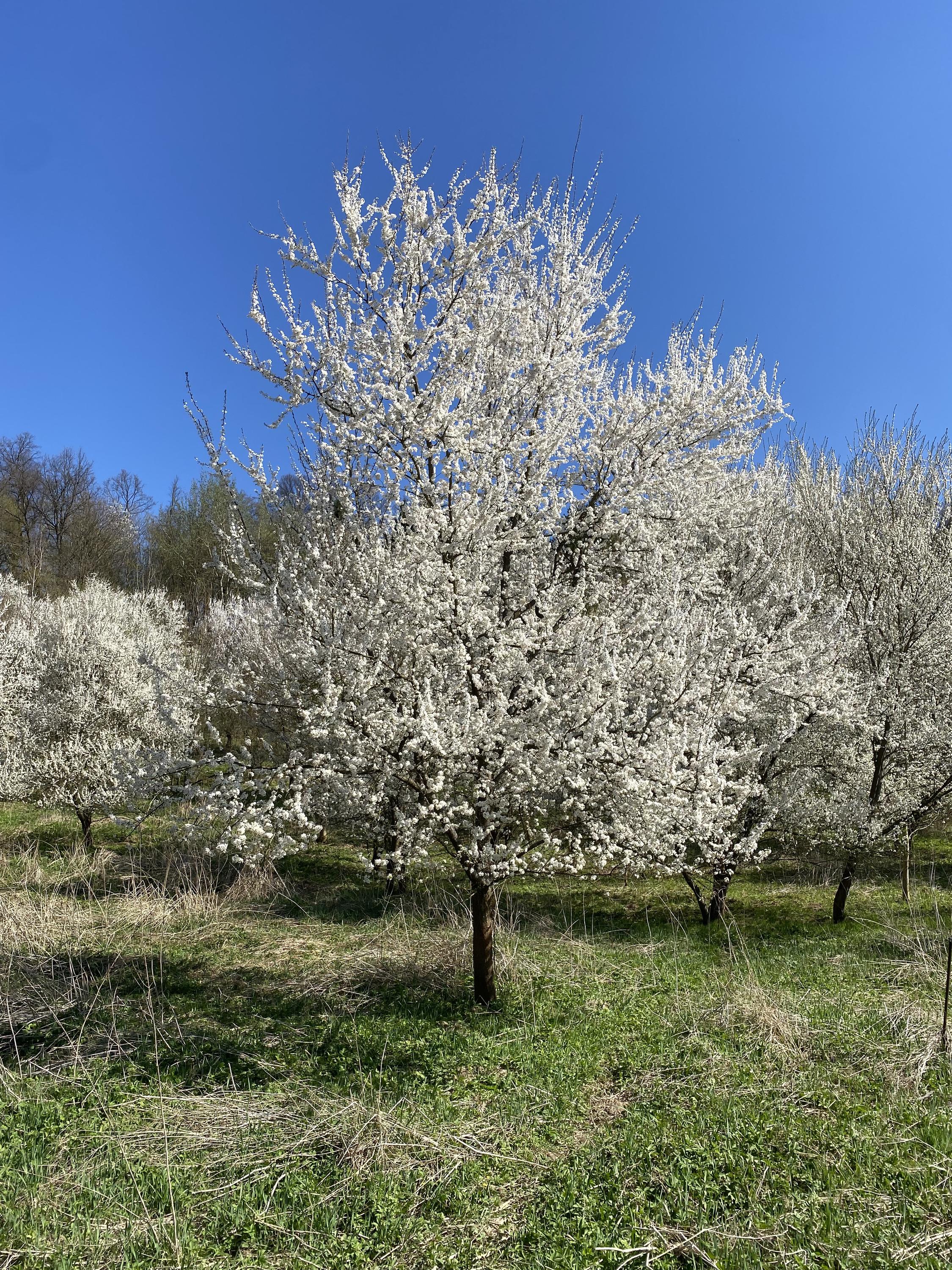 Tulipánie foto 2