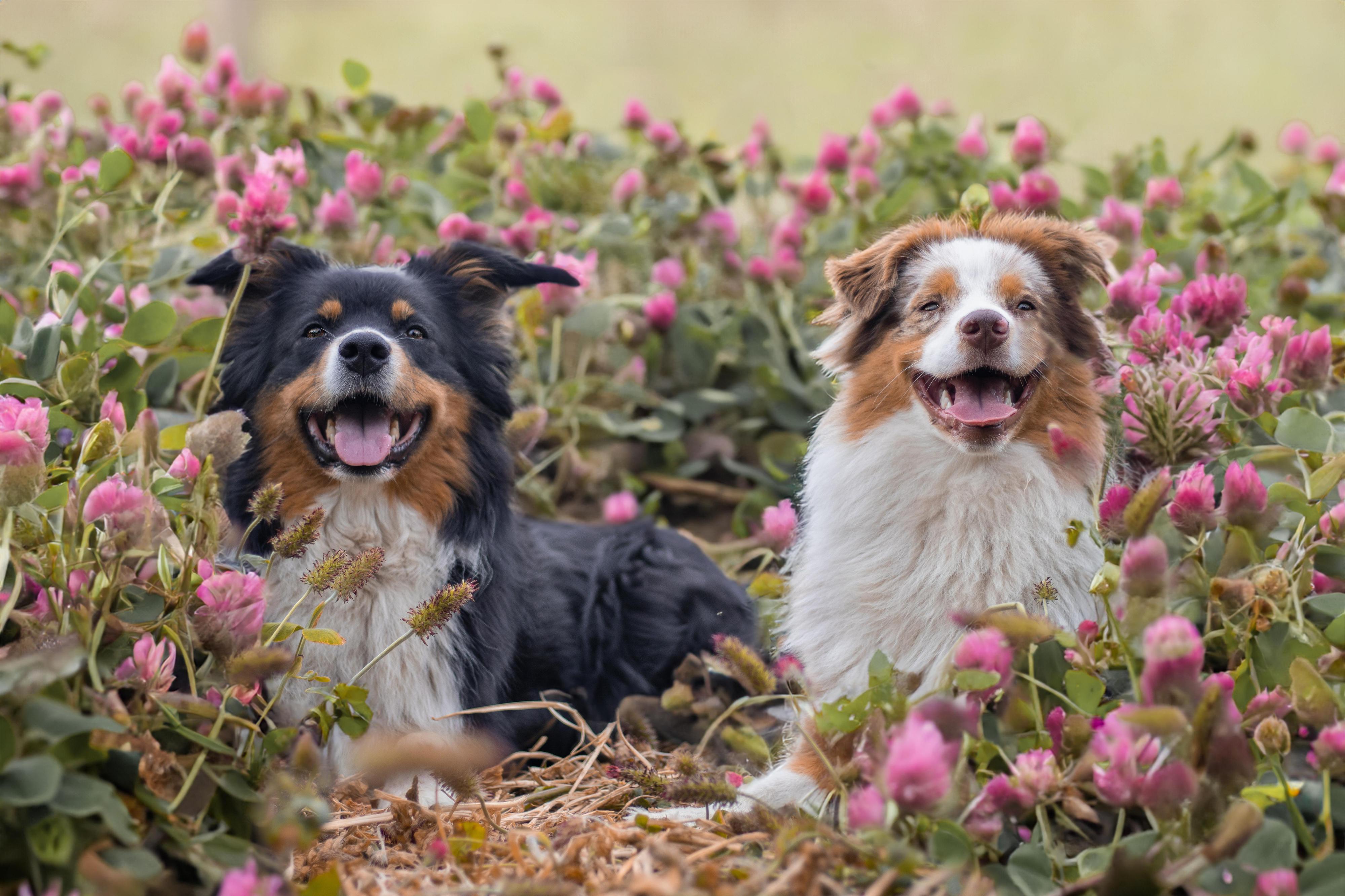 Chovatelská stanice Tortuga Silesia foto 1