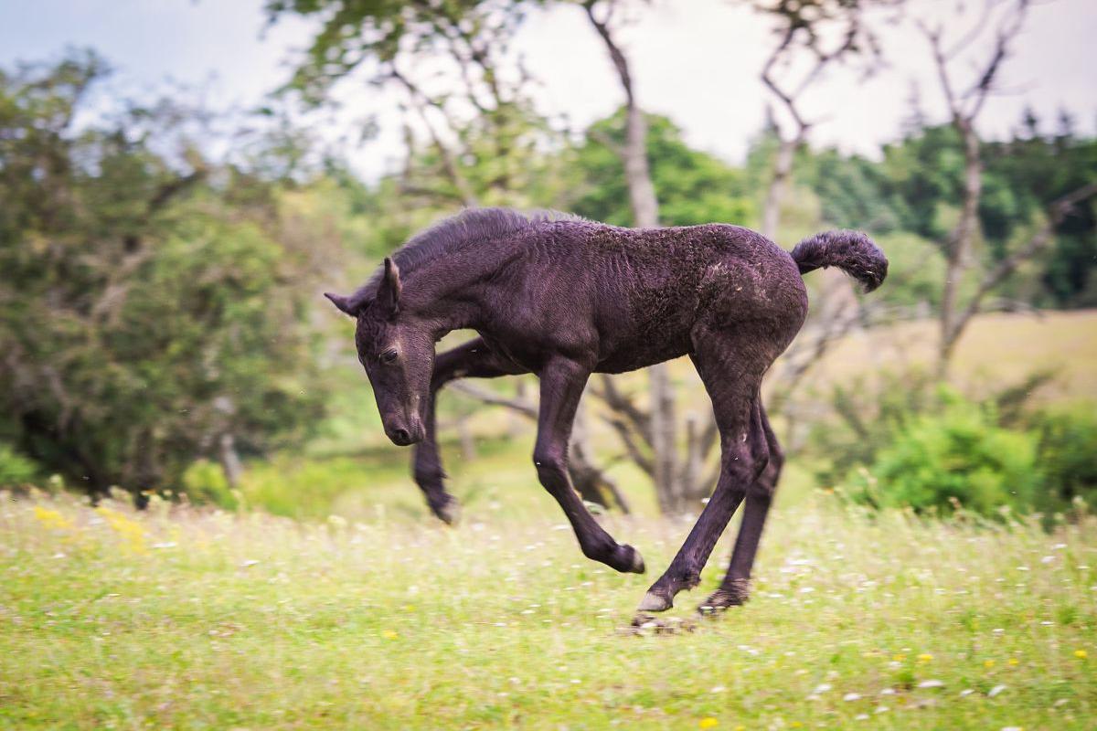 Dětské tábory Ranč Ixion