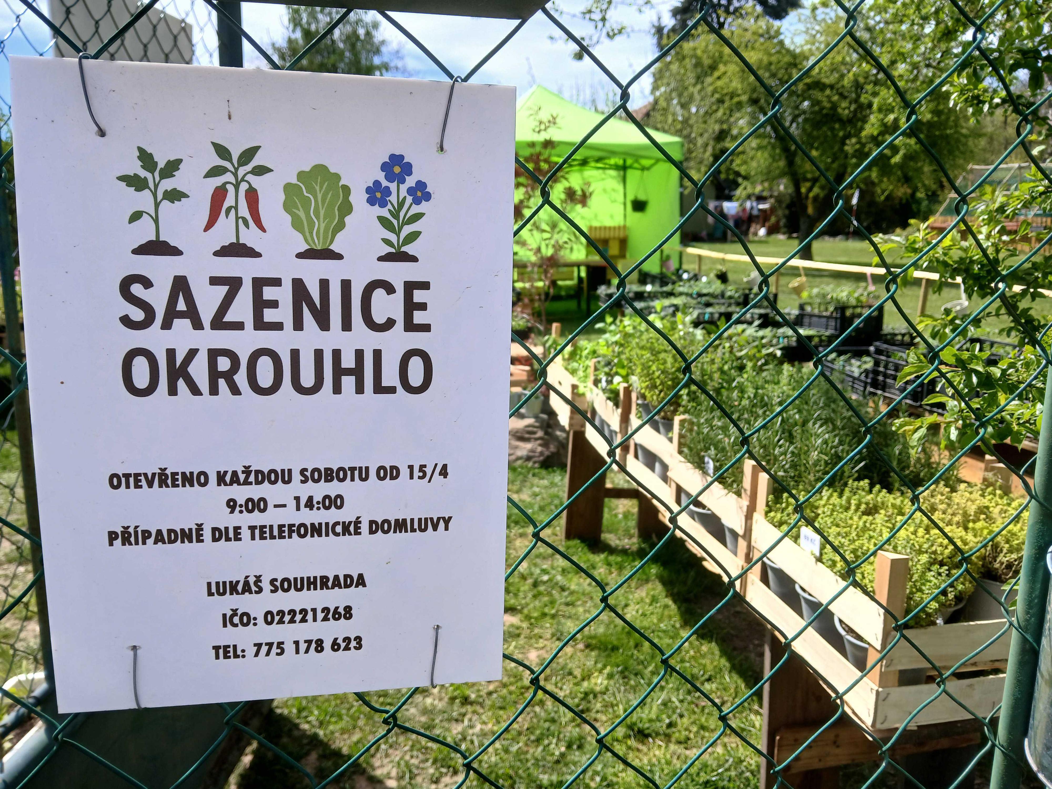 Sazenice Okrouhlo foto 4
