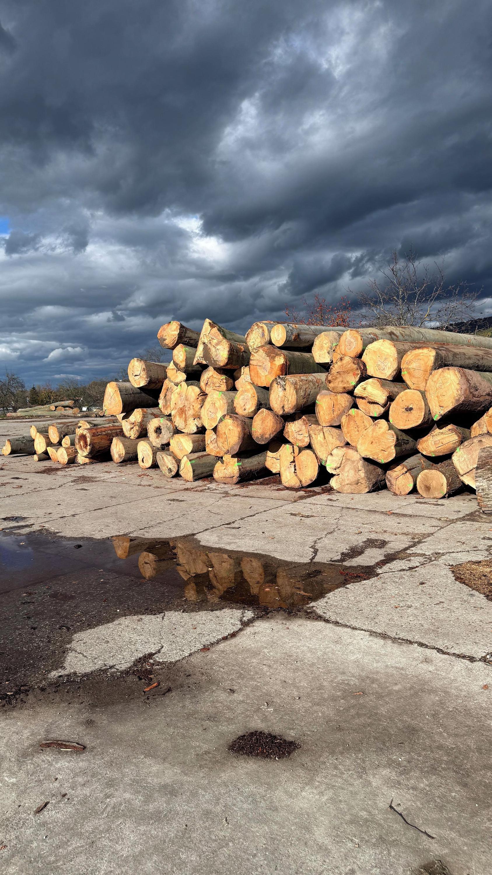 Prodej palivového dřeva a kulatiny foto 6