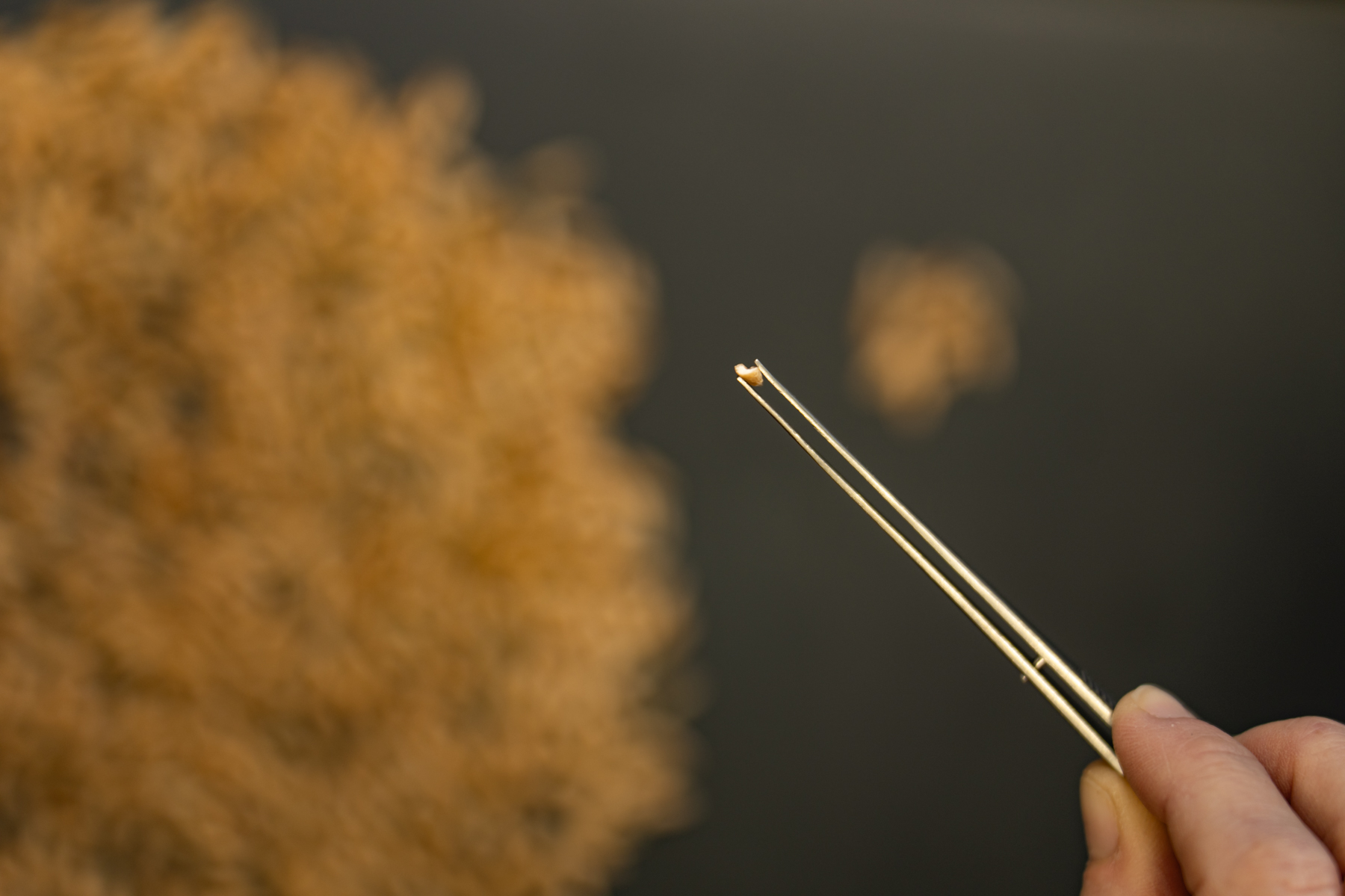 Seedclean s.r.o. foto 3