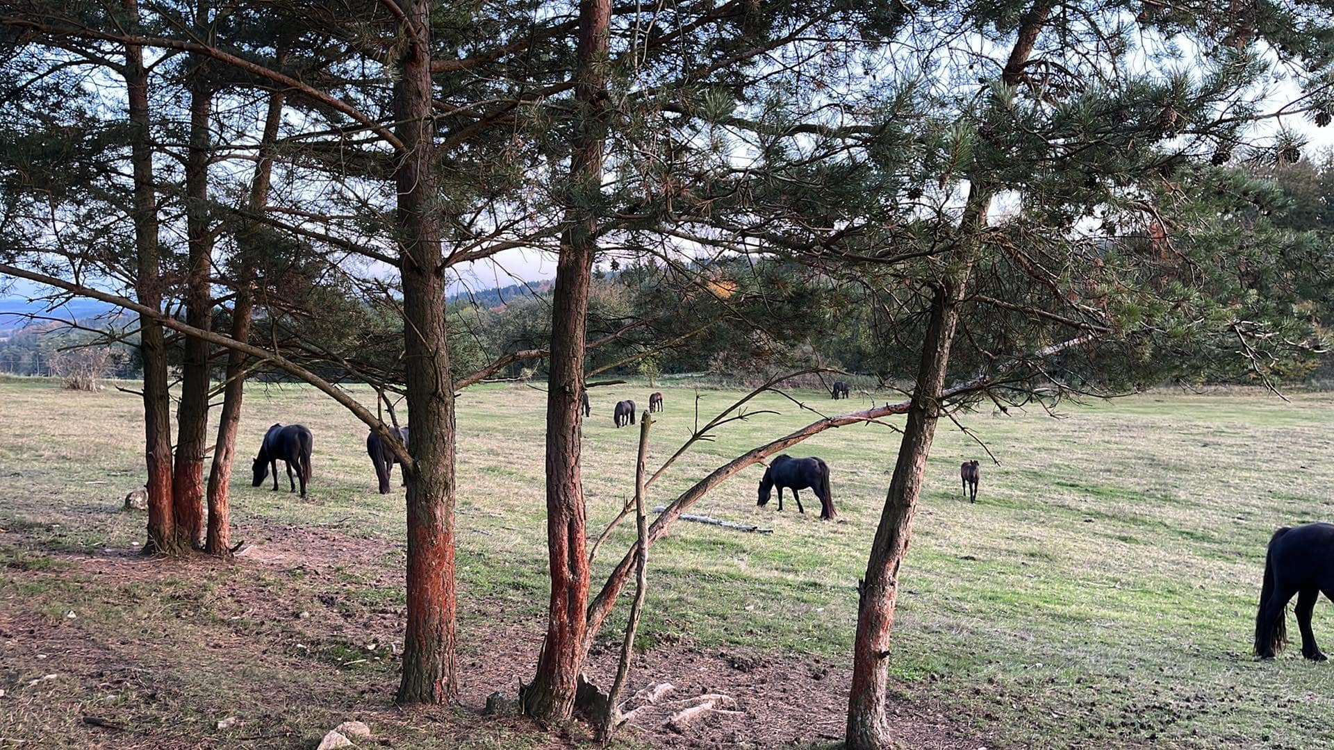 Dětské tábory Ranč Ixion foto 2