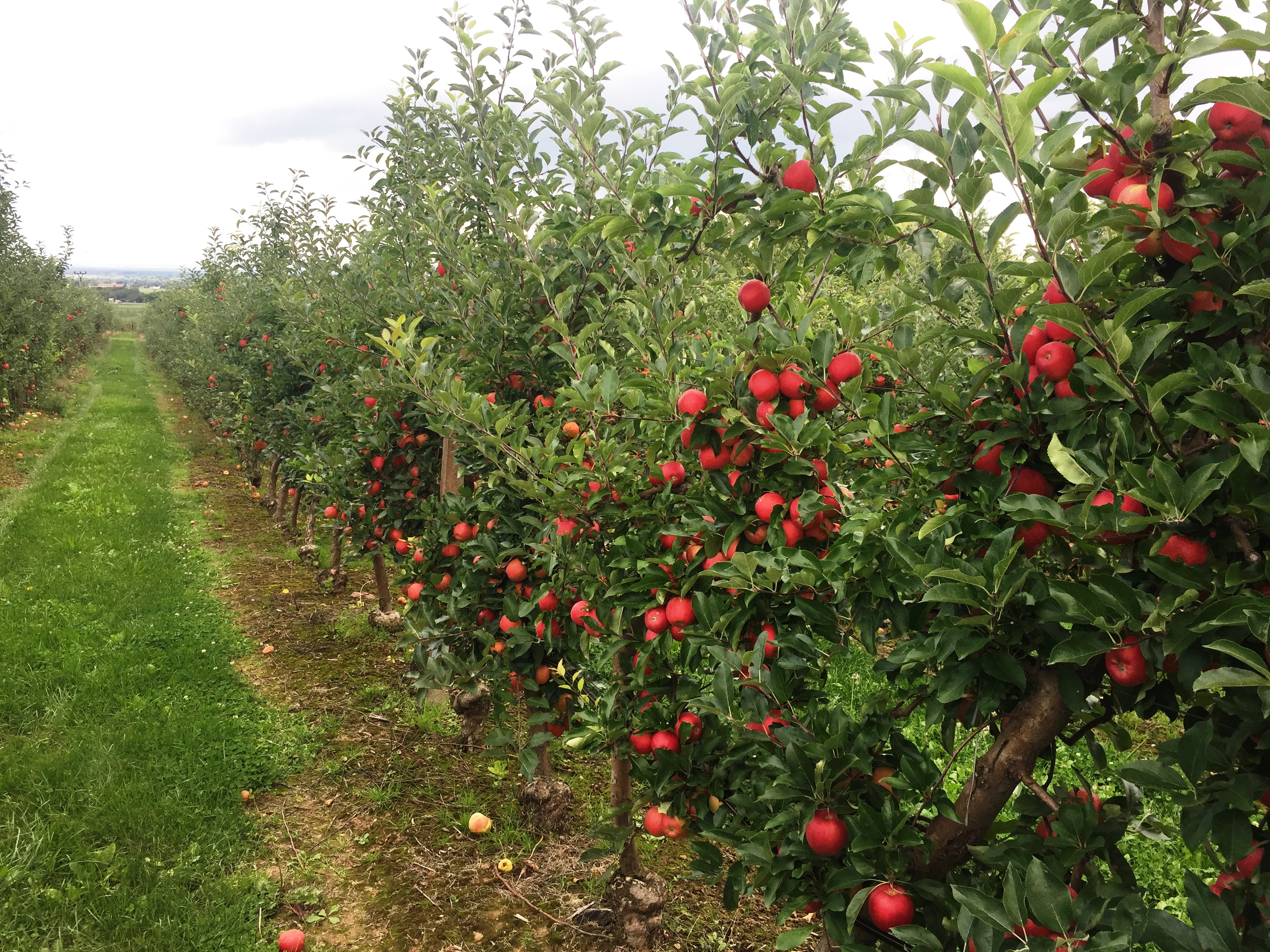 Ovocné sady Bříství