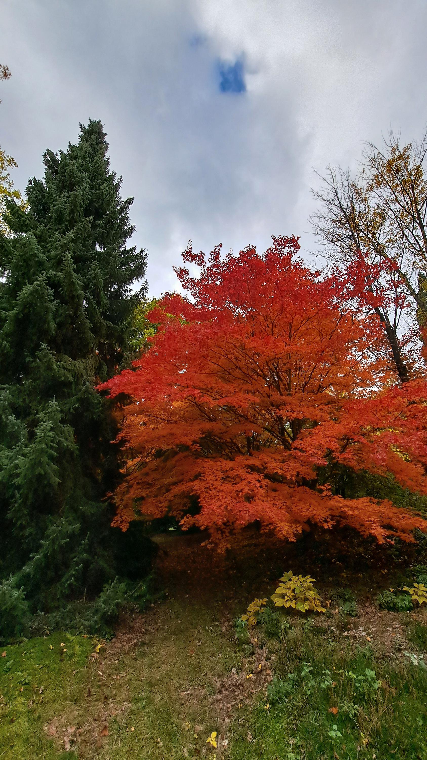 ČZU - Arboretum Fakulty lesnické a dřevařské foto 6