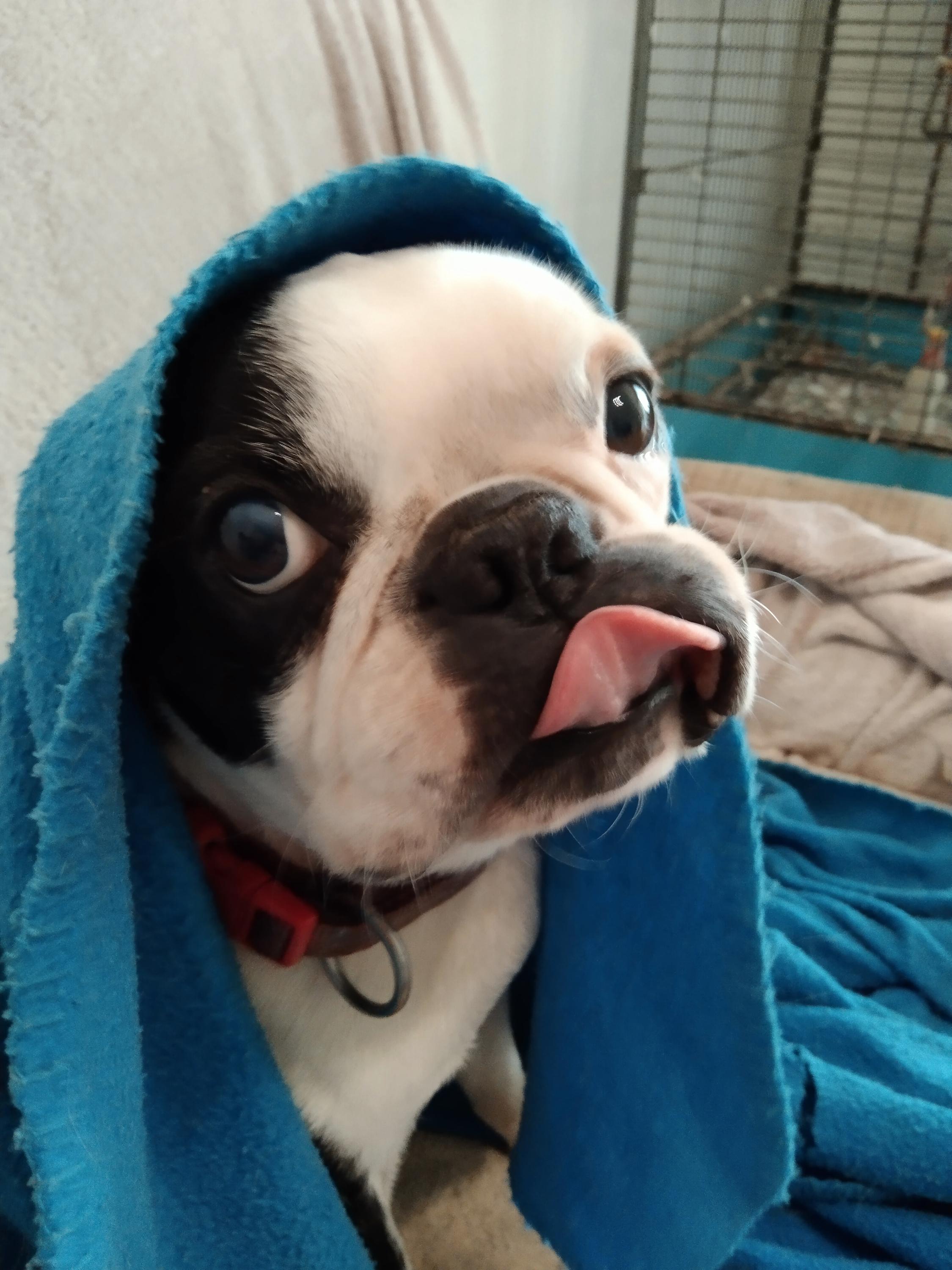 Veterinární ordinace MVDr. Eva Rouseková foto 2