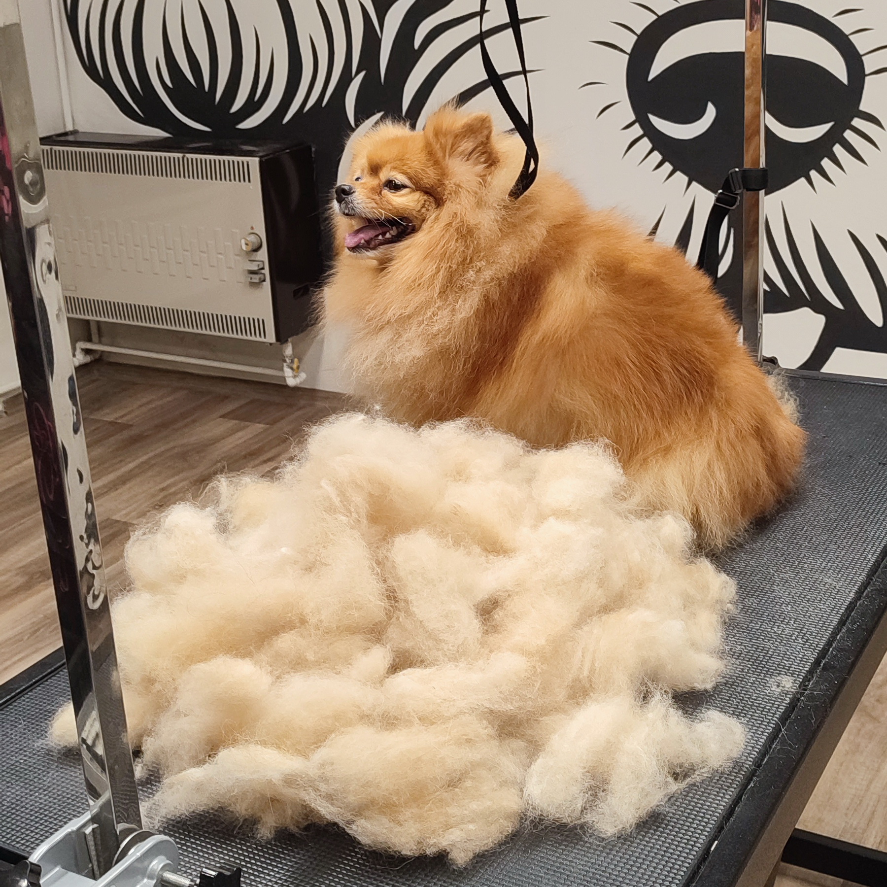 Express línání/Efektivní odstranění odumřelé srsti