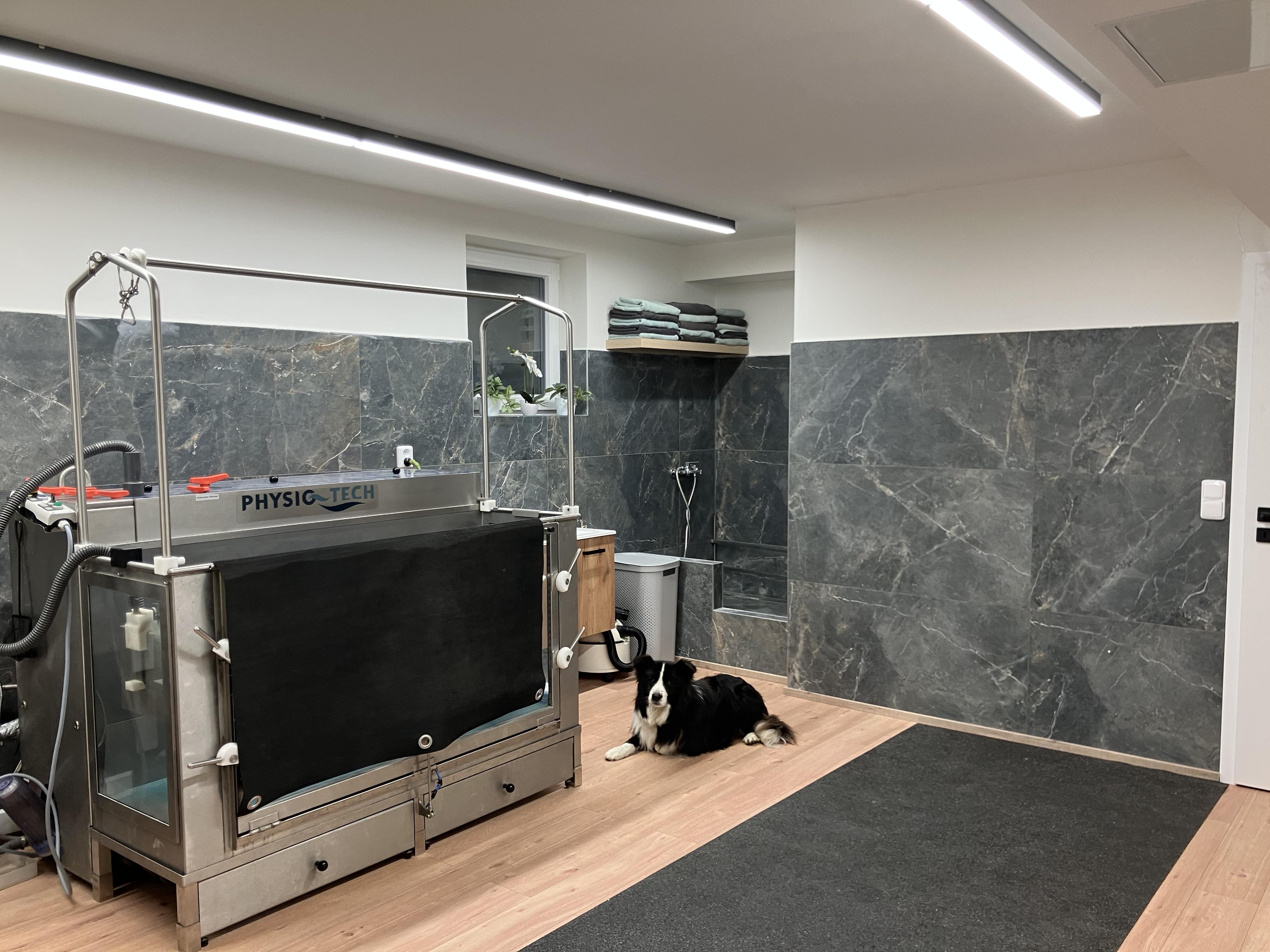 Physiopet - fyzioterapie pro psy foto 3