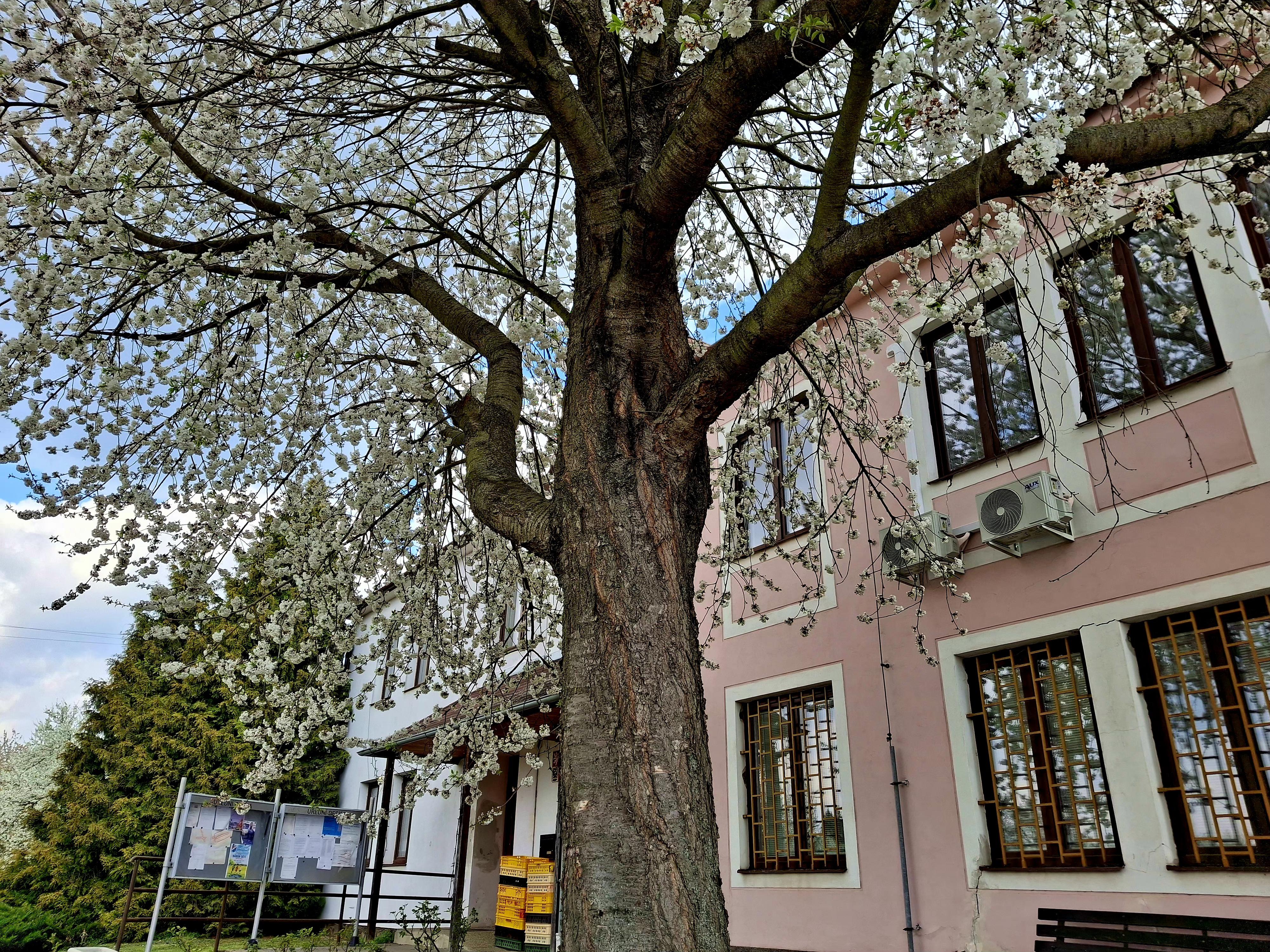 Hoštice - Heroltice - obecní úřad foto 3