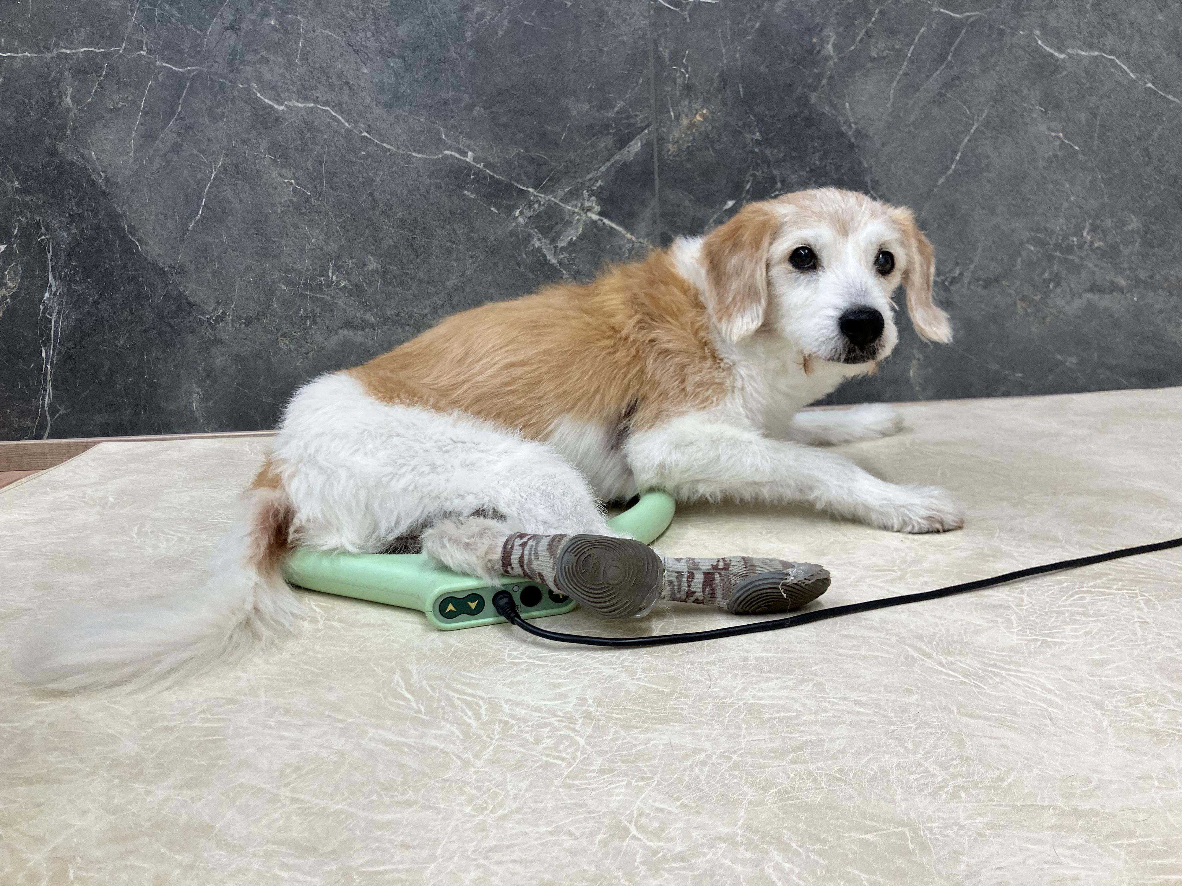 Physiopet - fyzioterapie pro psy foto 2