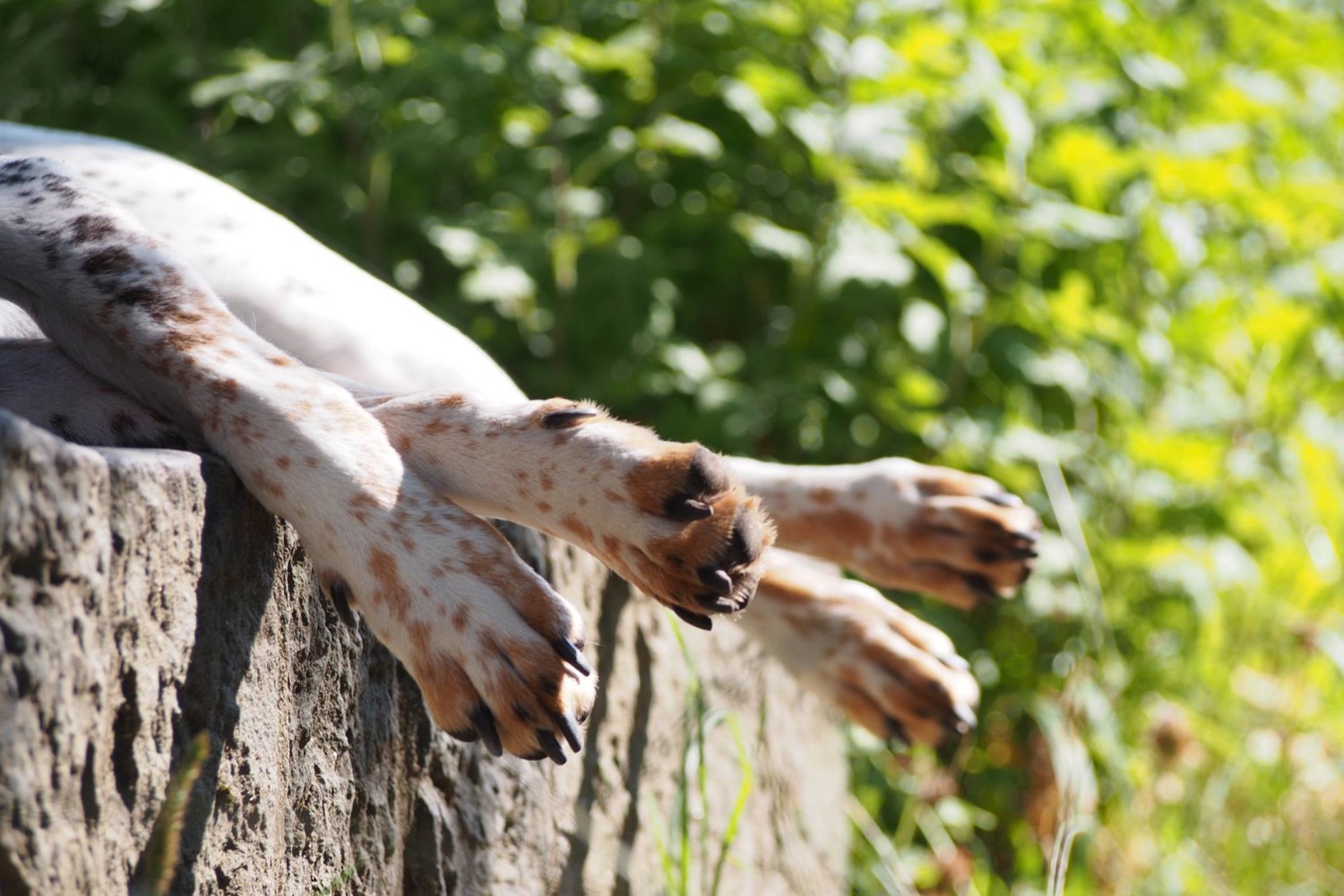 Spolek českého strakatého psa, z.s. foto 2