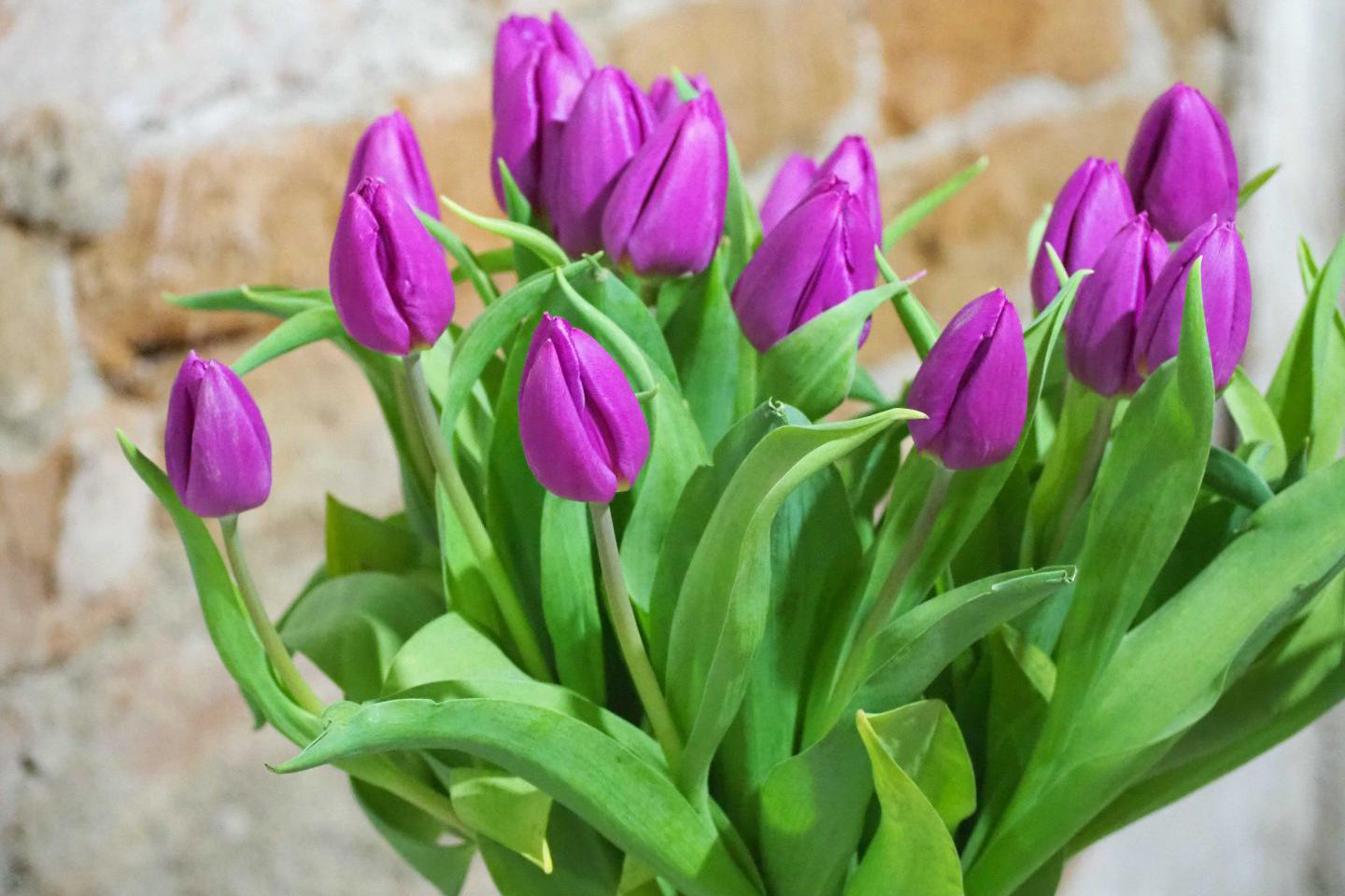 Květinová výstava  ZAHRADA VĚŽKY