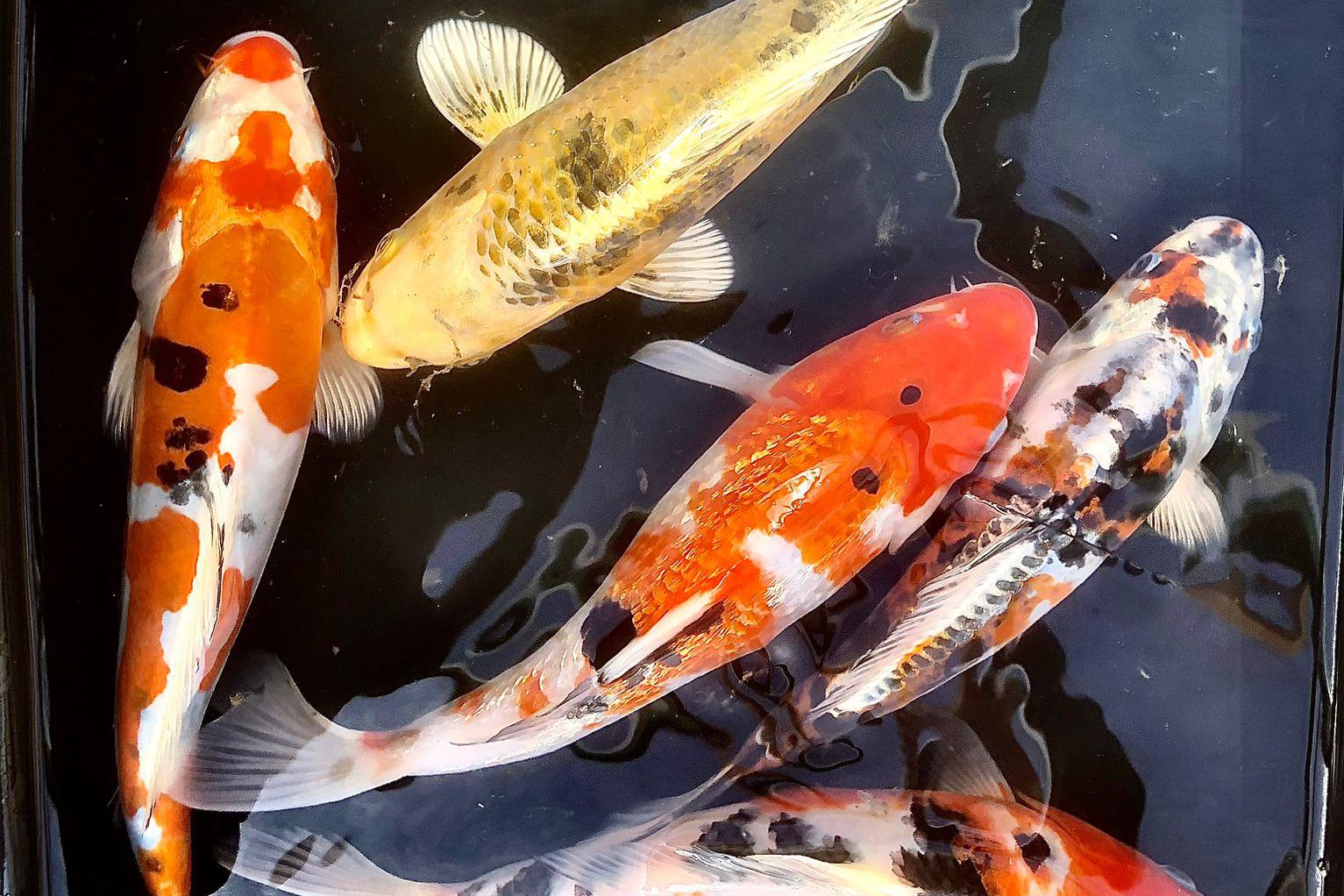 Jezírkové ryby v prodeji