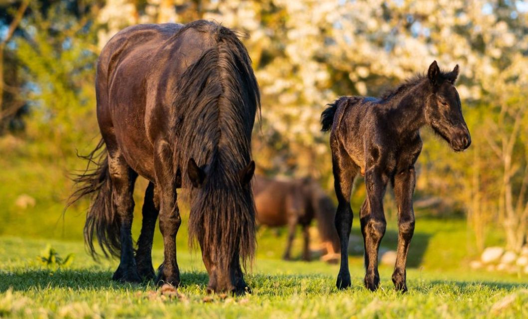 Dětské tábory Ranč Ixion foto 4