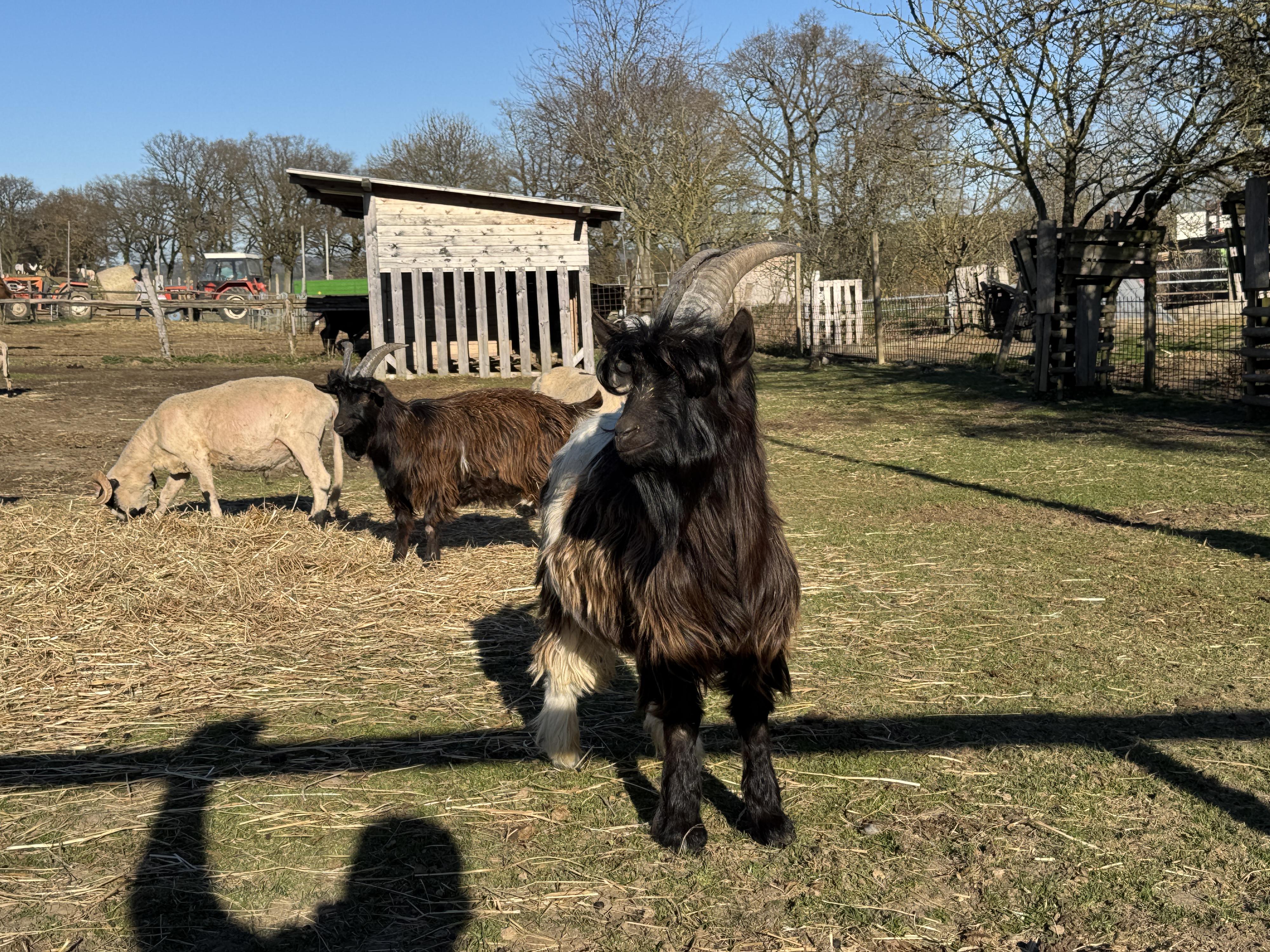 Hiporehabilitace Calamity Jane z.s. foto 5