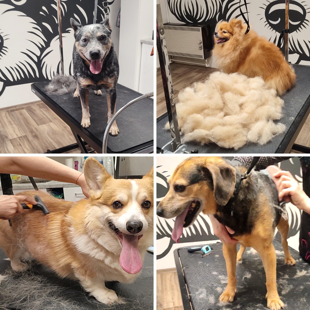 Psí salon Módní pejsek foto 3