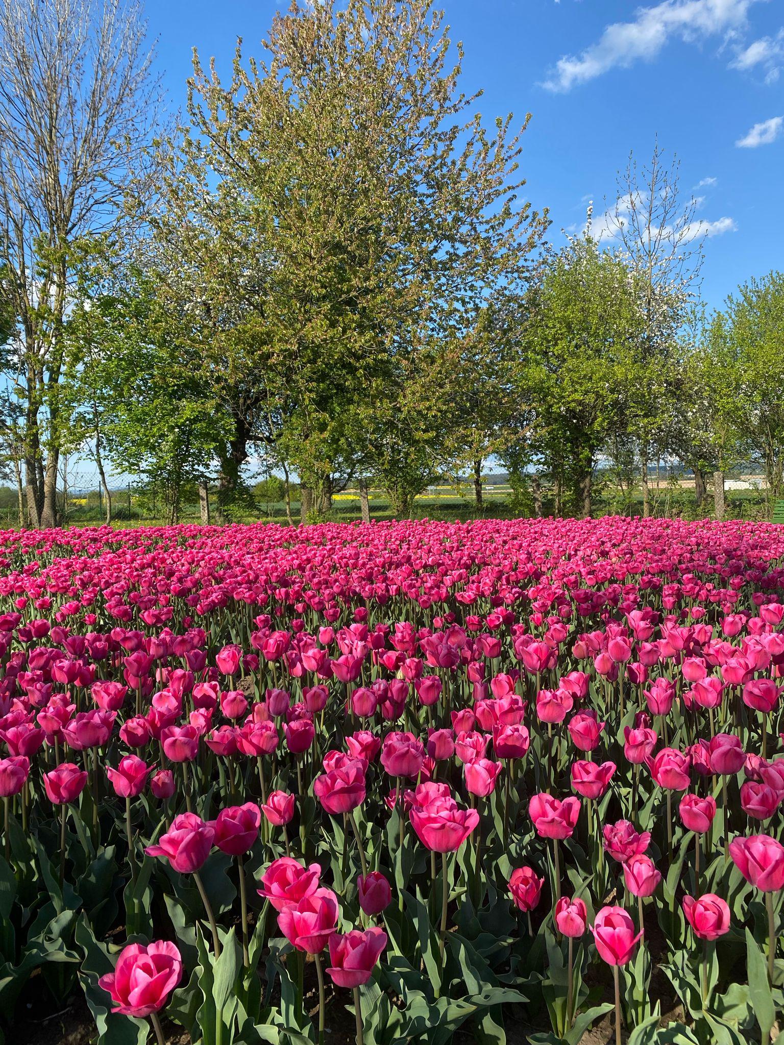 Tulipánie foto 1