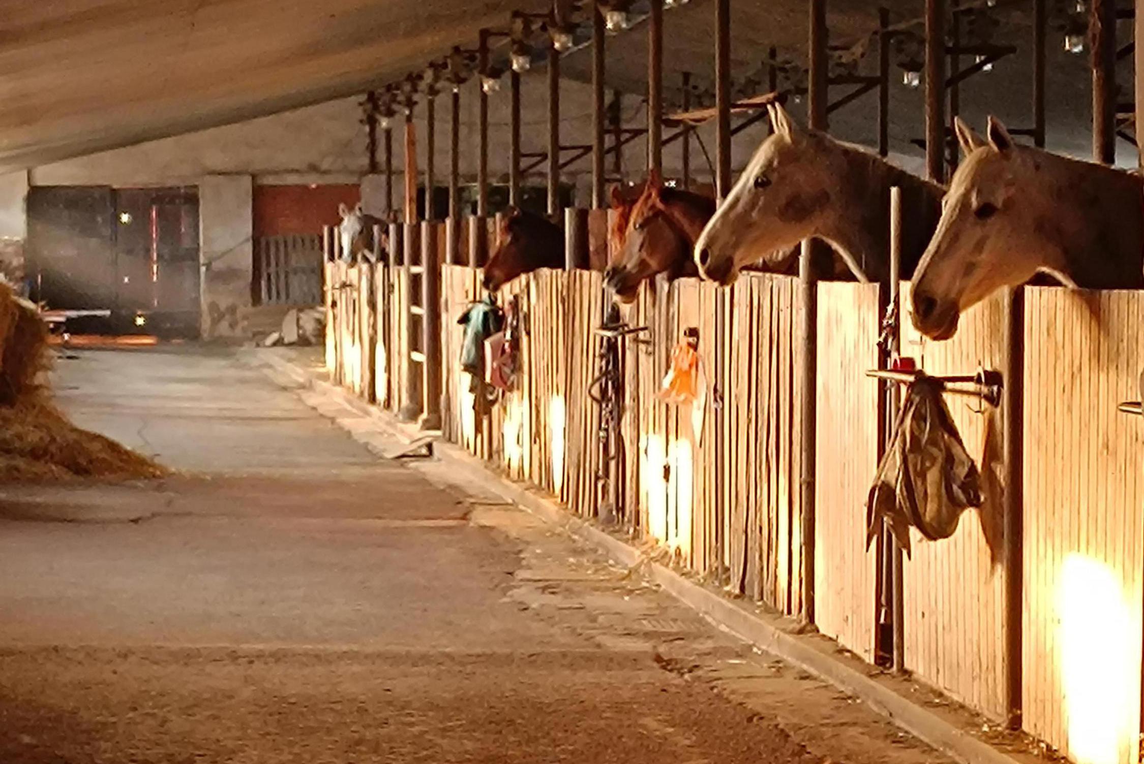 Dobrá stáj Želešice foto 1