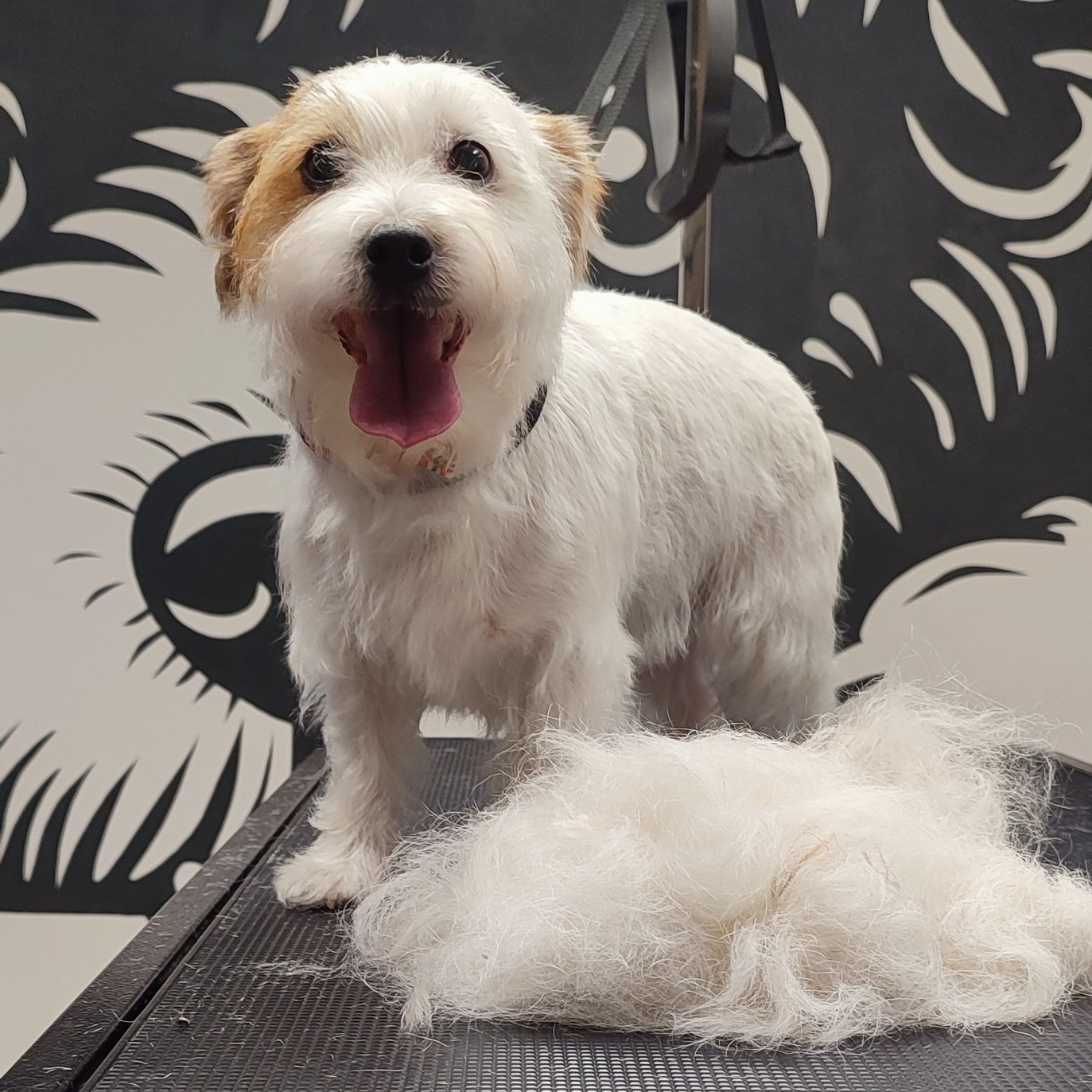 Profesionální trimování psů pro drsnosrstá plemena