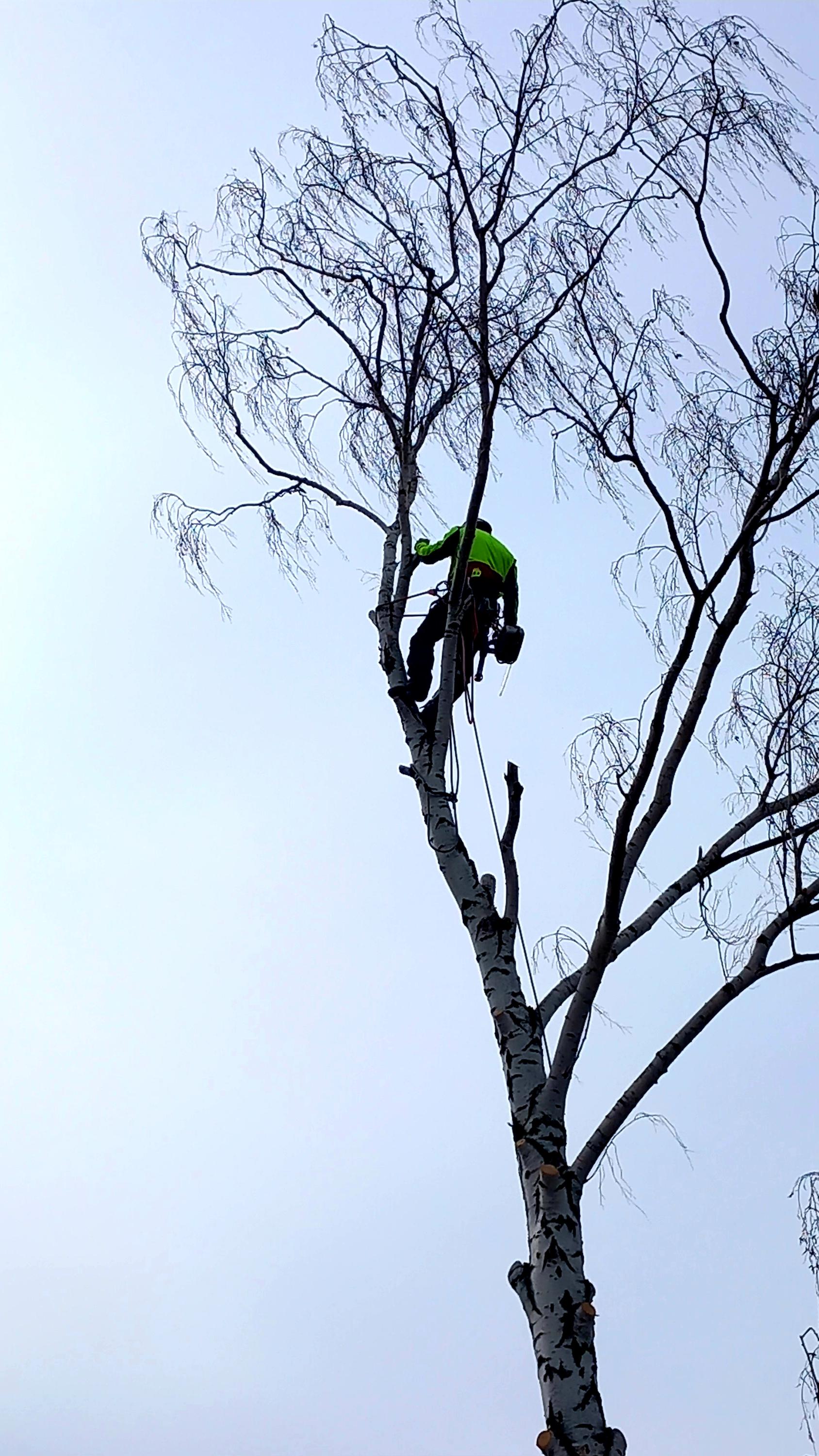 Treeclimbers - Daniel Dolenský foto 5