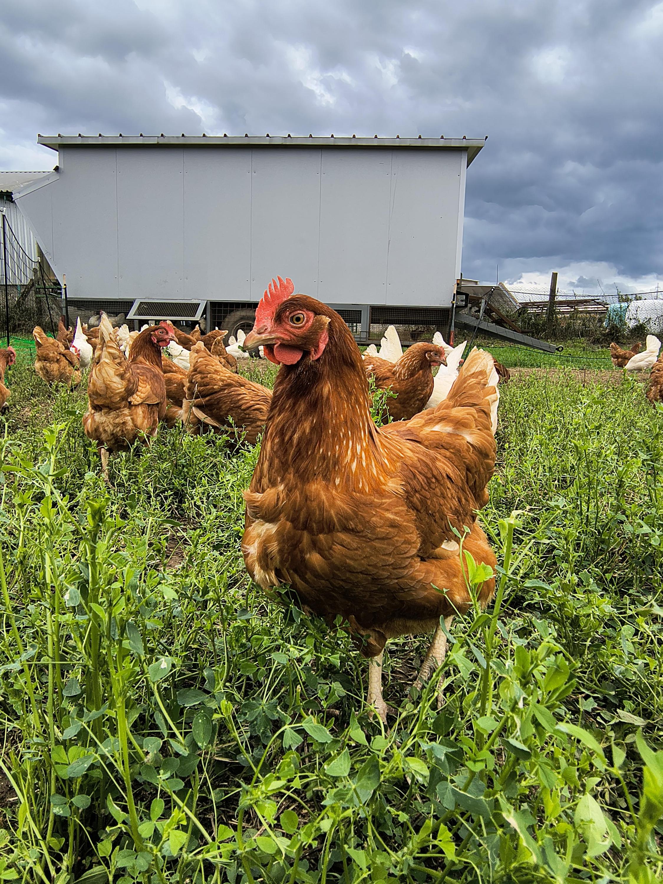 Vejcomat - Statek Zarazice foto 5