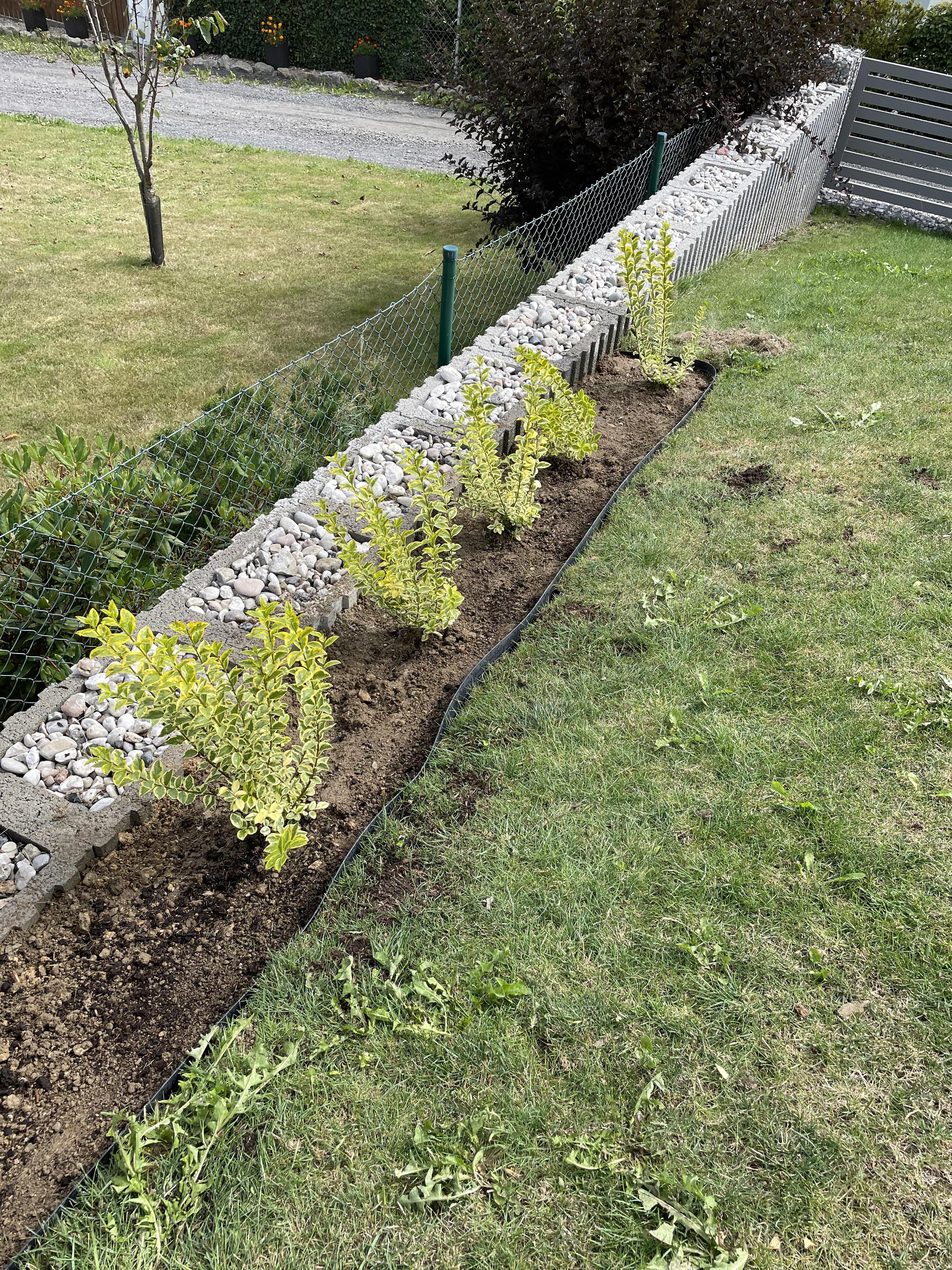 Výsadba rostlin a dřevin