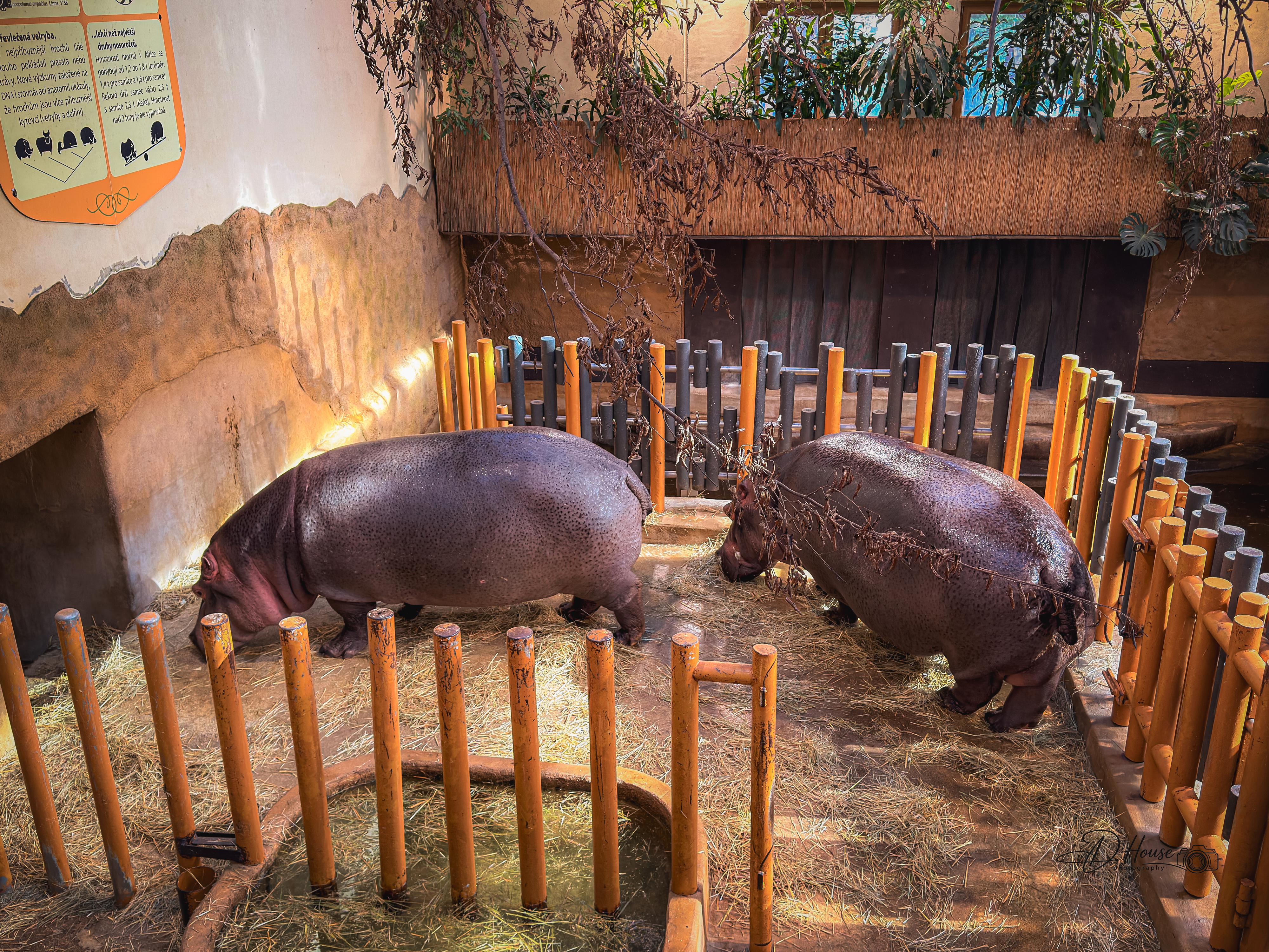 Zoologická zahrada a botanický park Ostrava foto 5