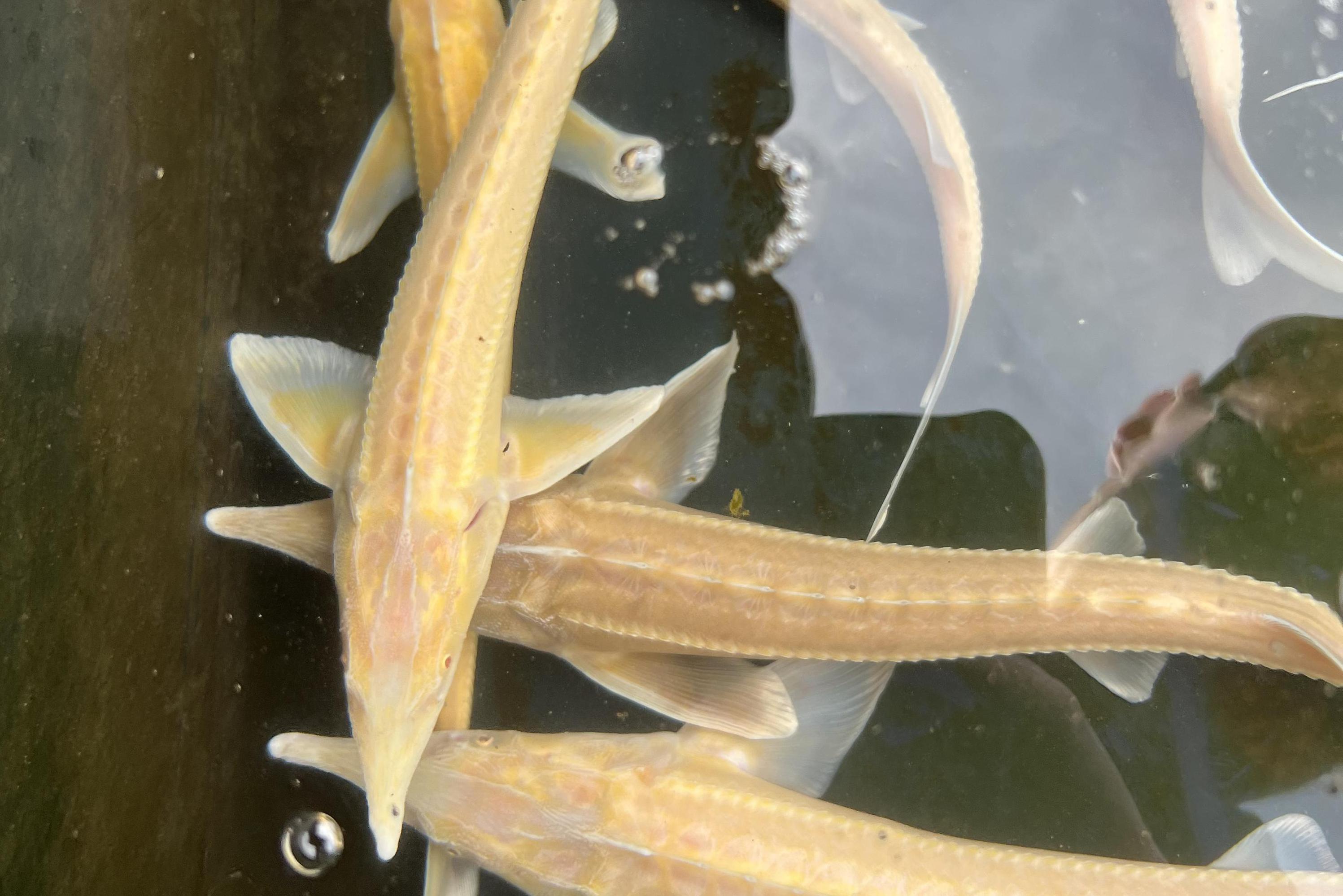 Jeseter - sibiřský, ruský i albín