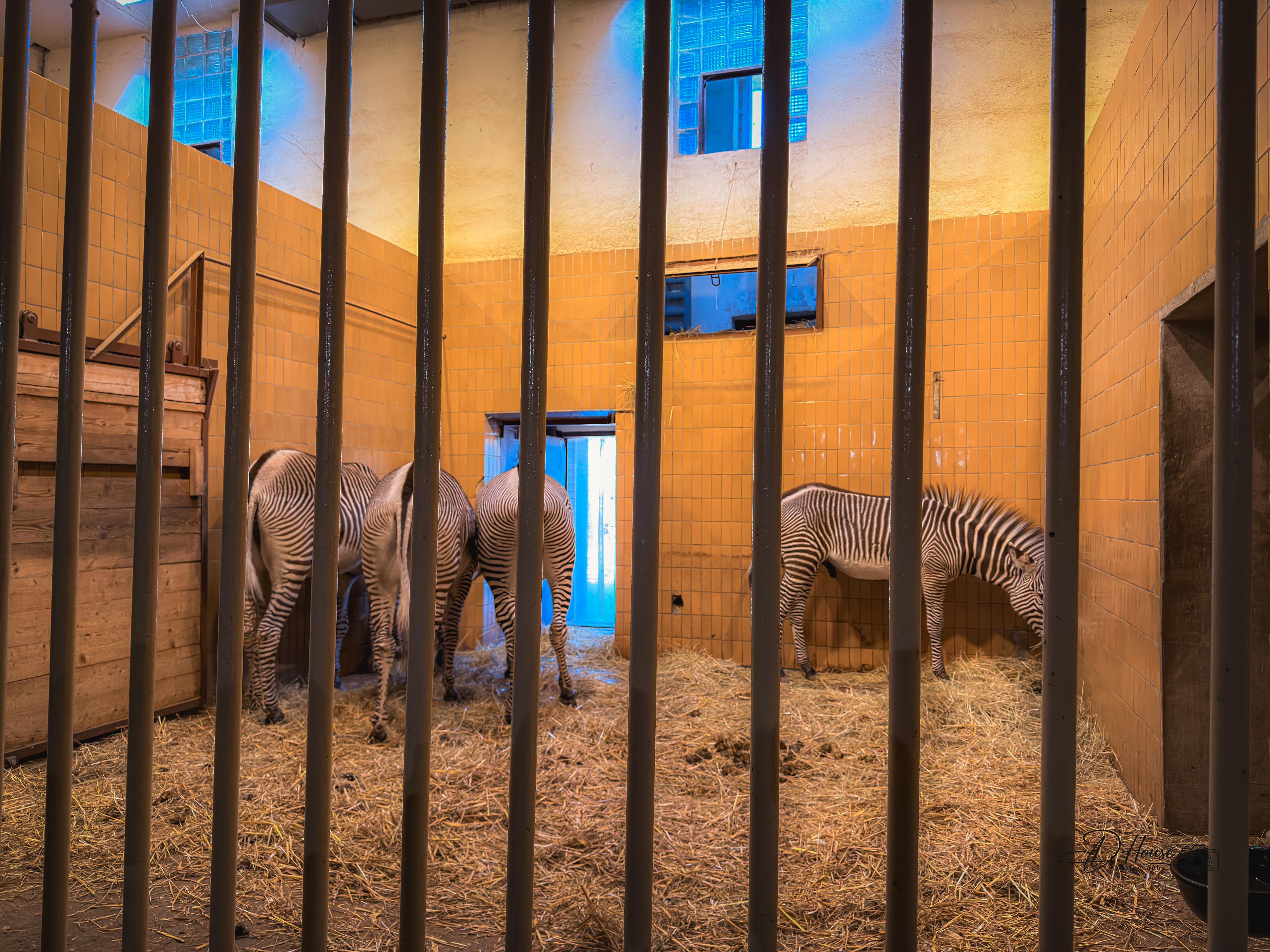 Zoologická zahrada a botanický park Ostrava foto 4