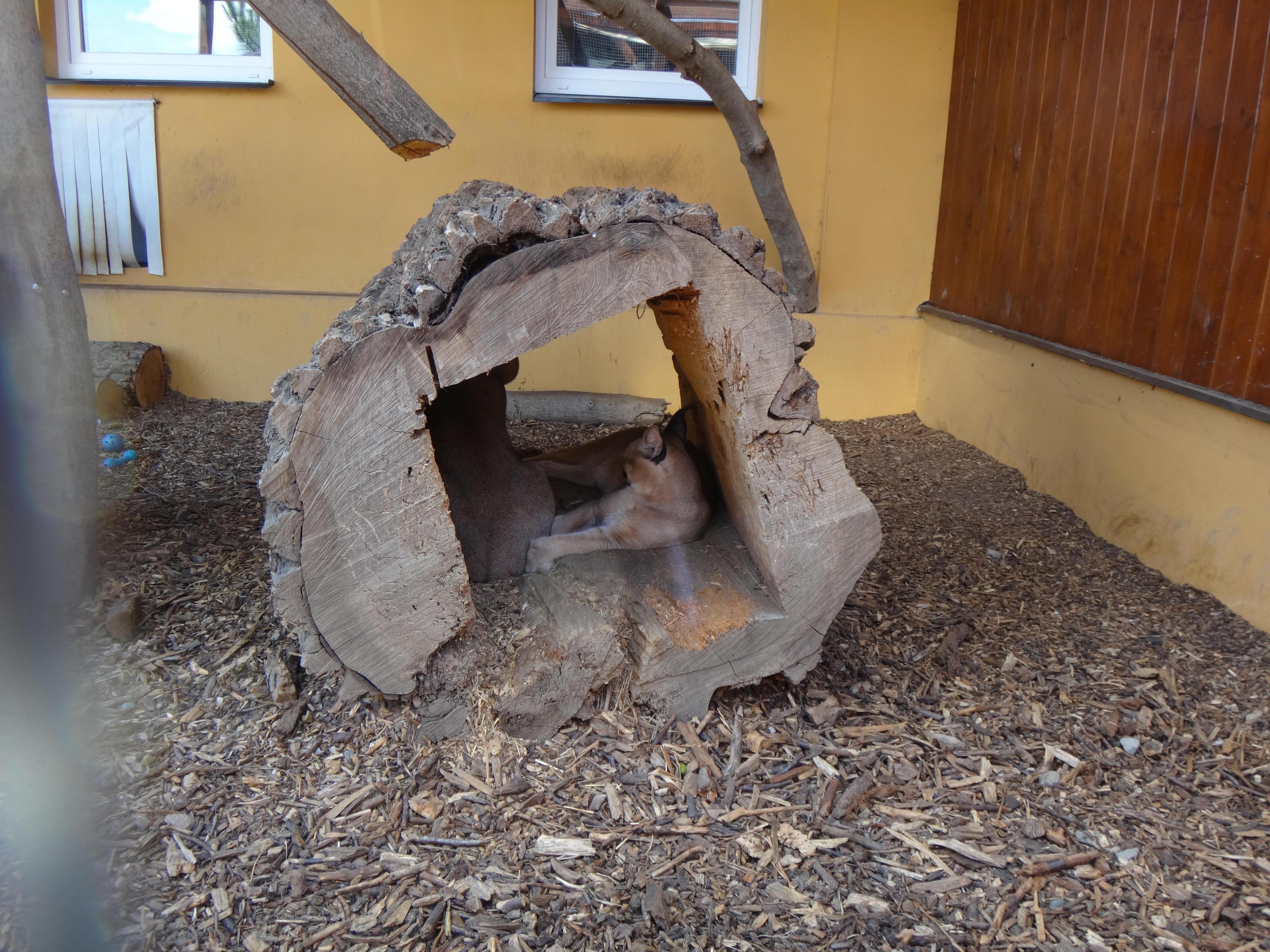 Dřevěná Exotika na ranči Bítovany foto 4