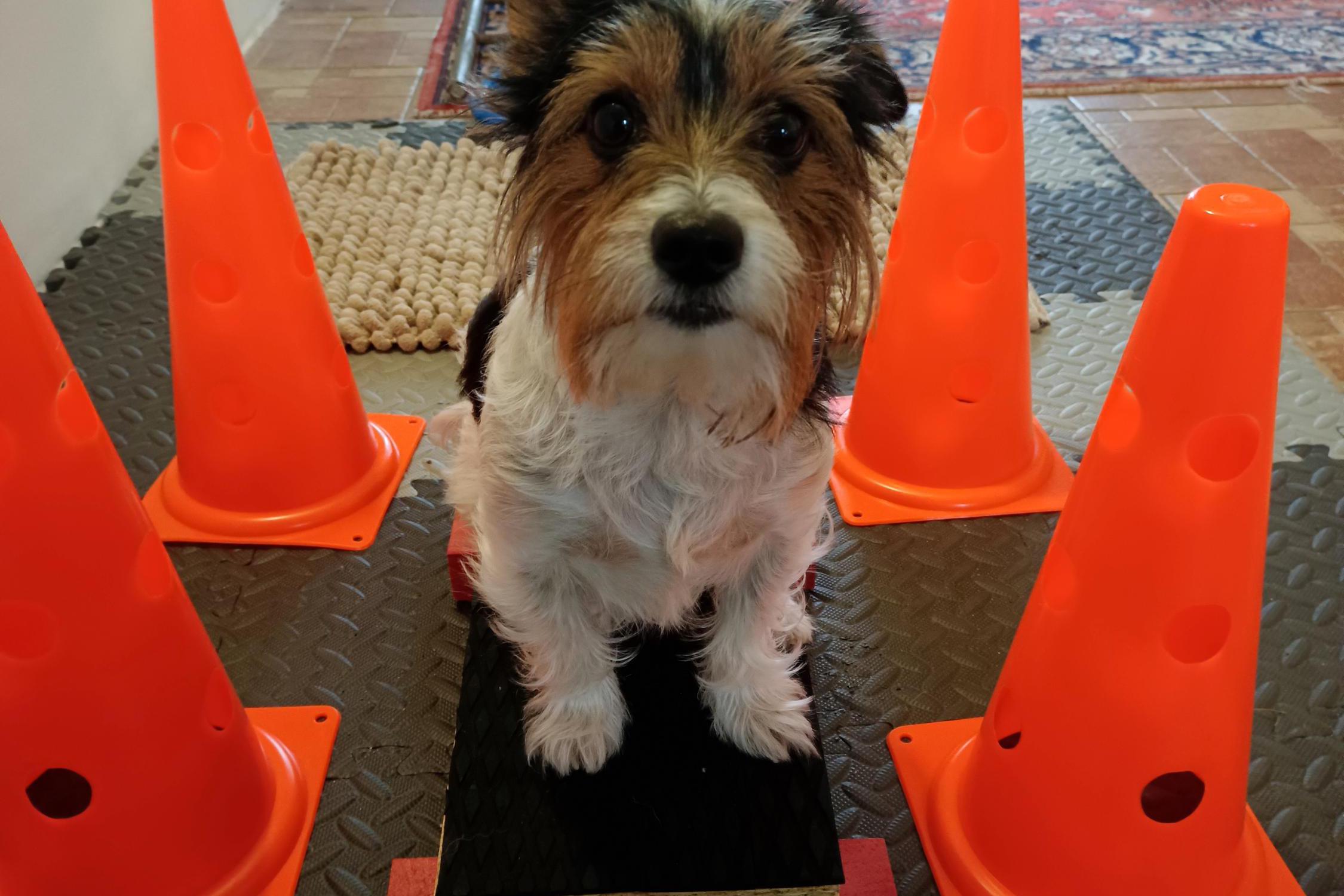 FyzioPet Hluk - fyzioterapie psů a koček