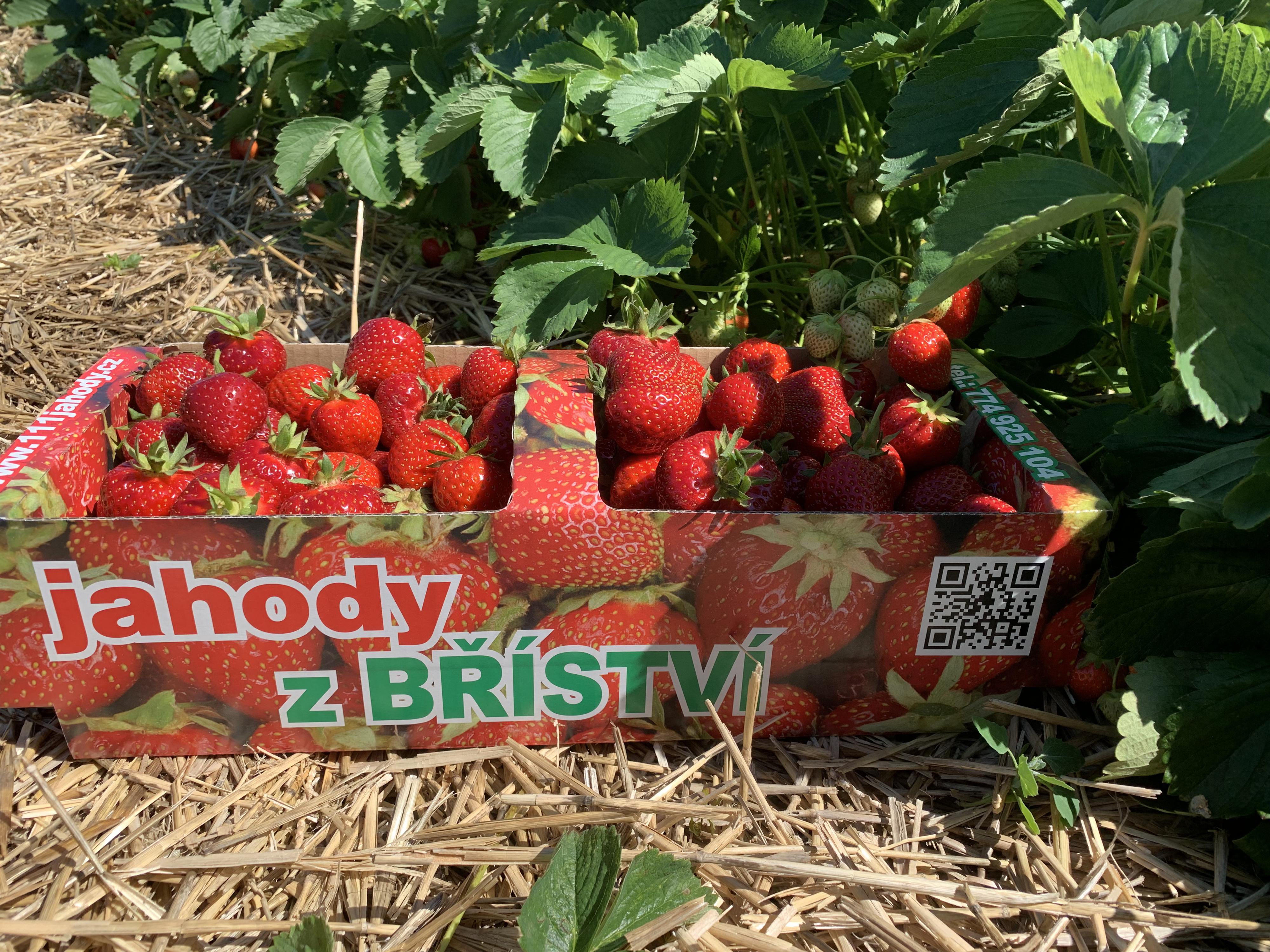 Ovocné sady Bříství