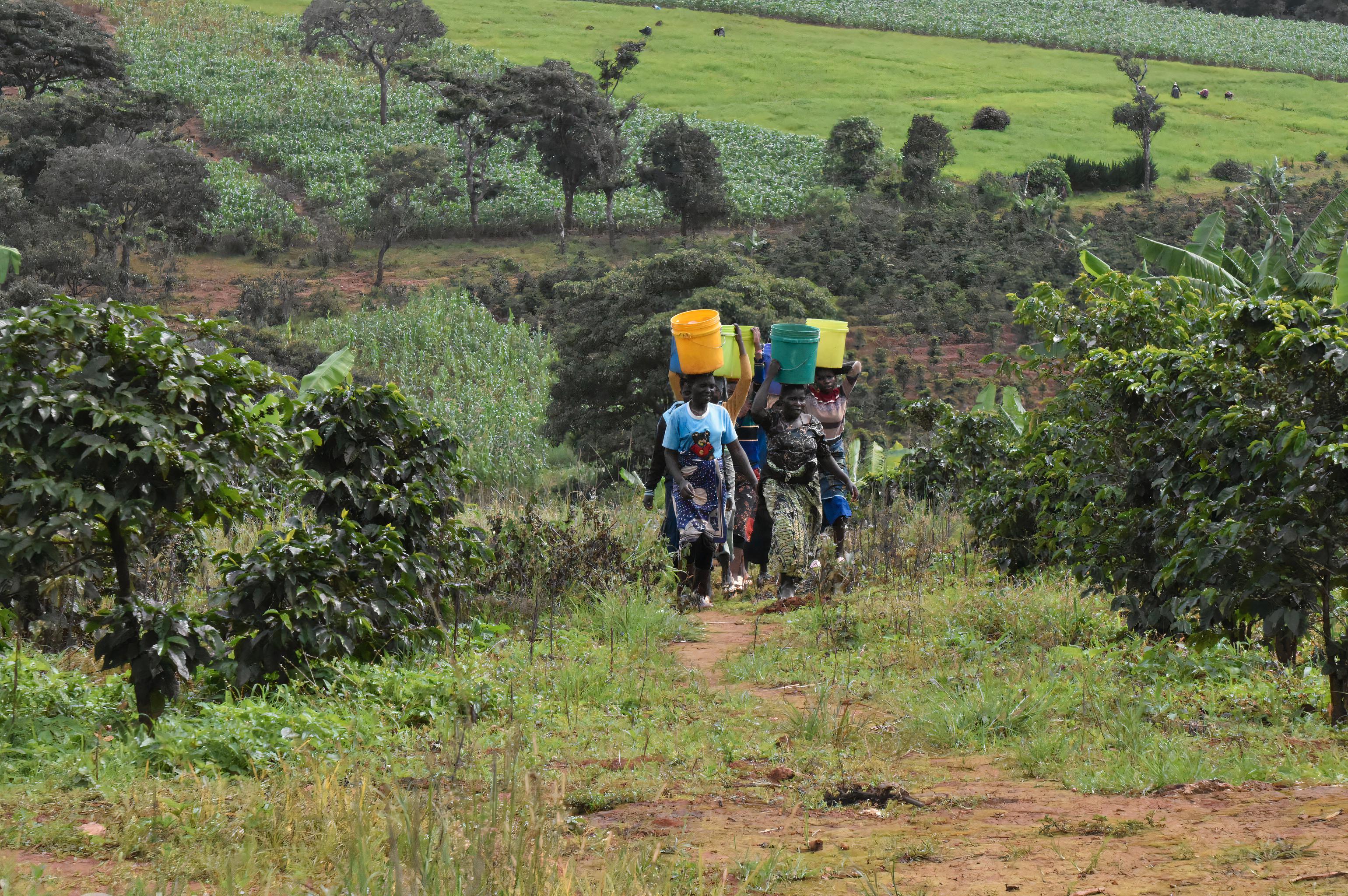 Kolda  Coffee foto 1