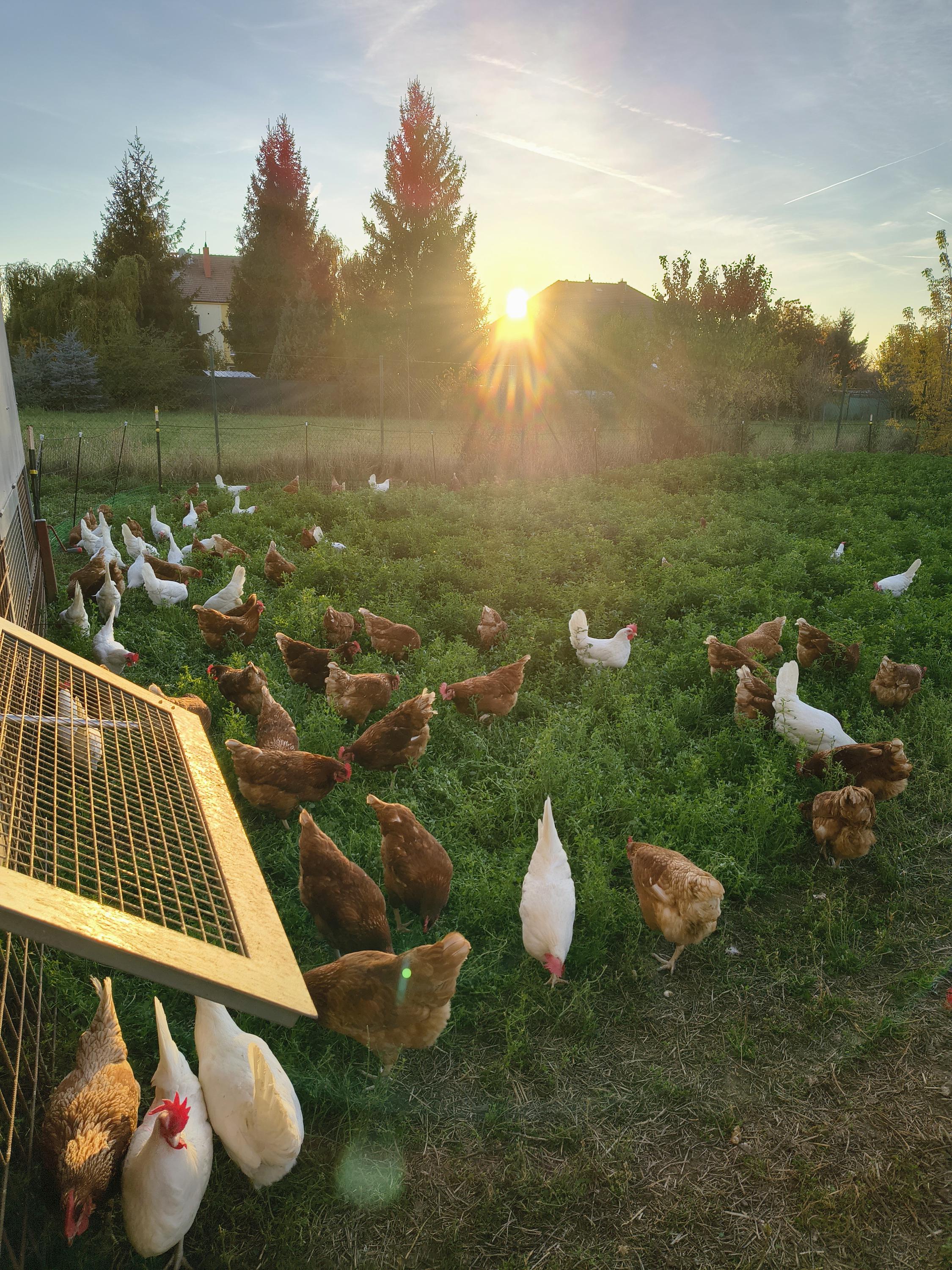 Vejcomat - Statek Zarazice foto 3