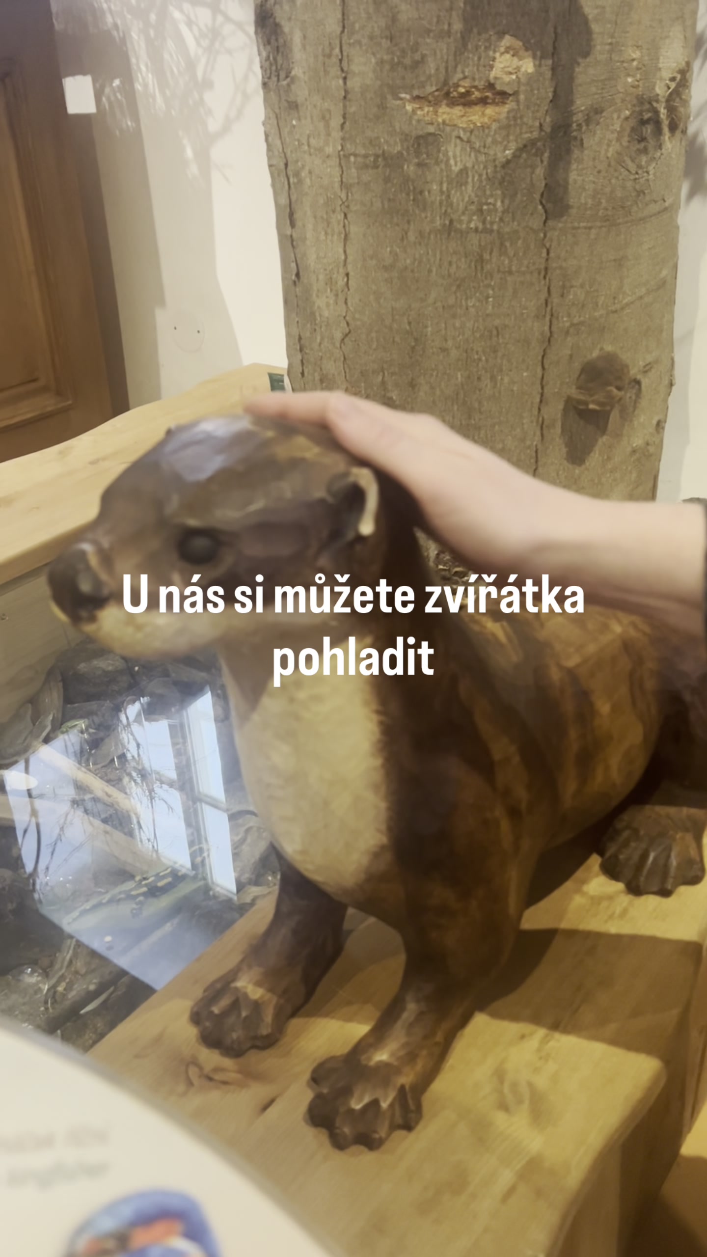 Dům přírody Žďárských vrchů foto 2 (náhled videa)