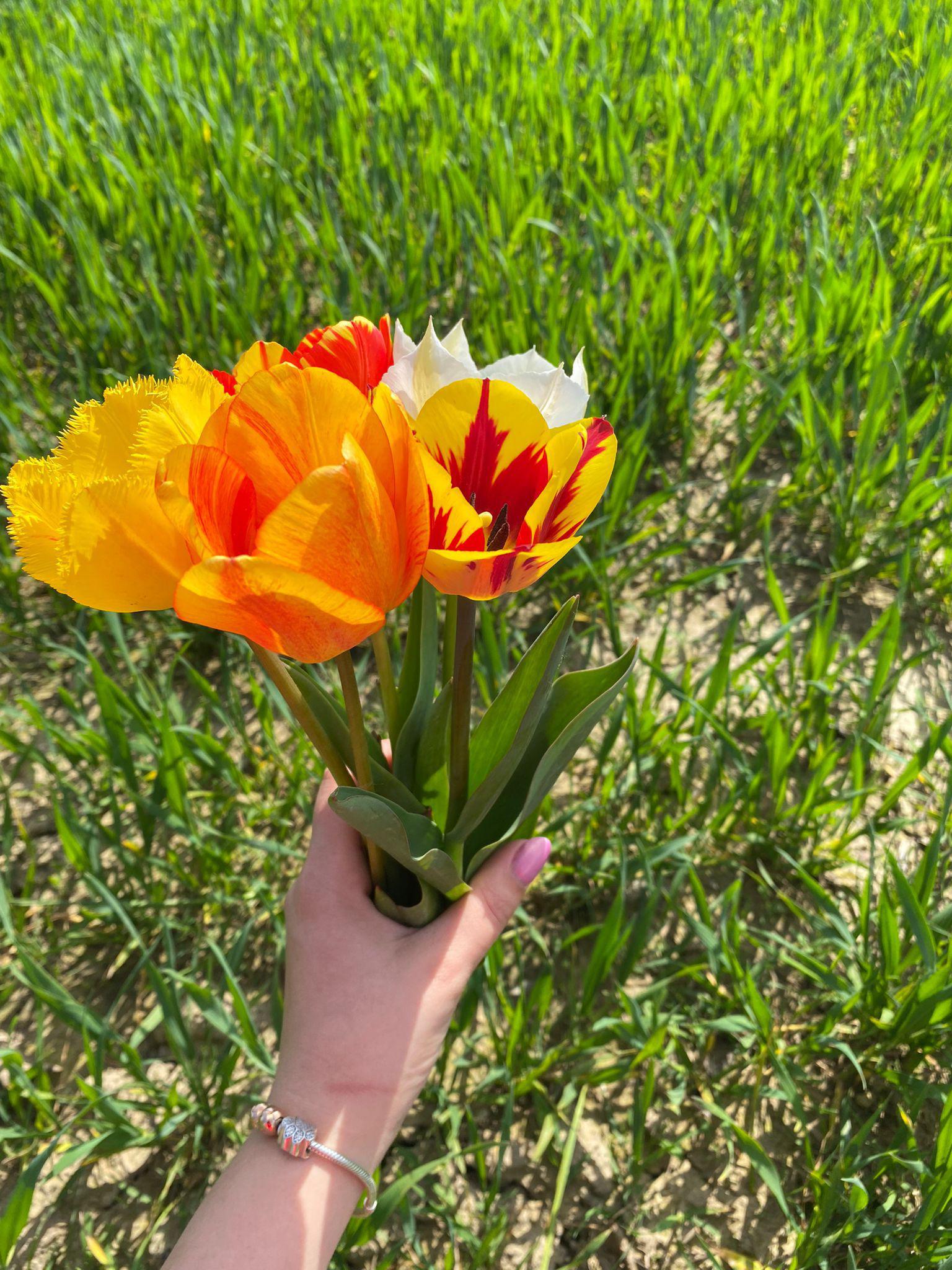 Tulipánie foto 2