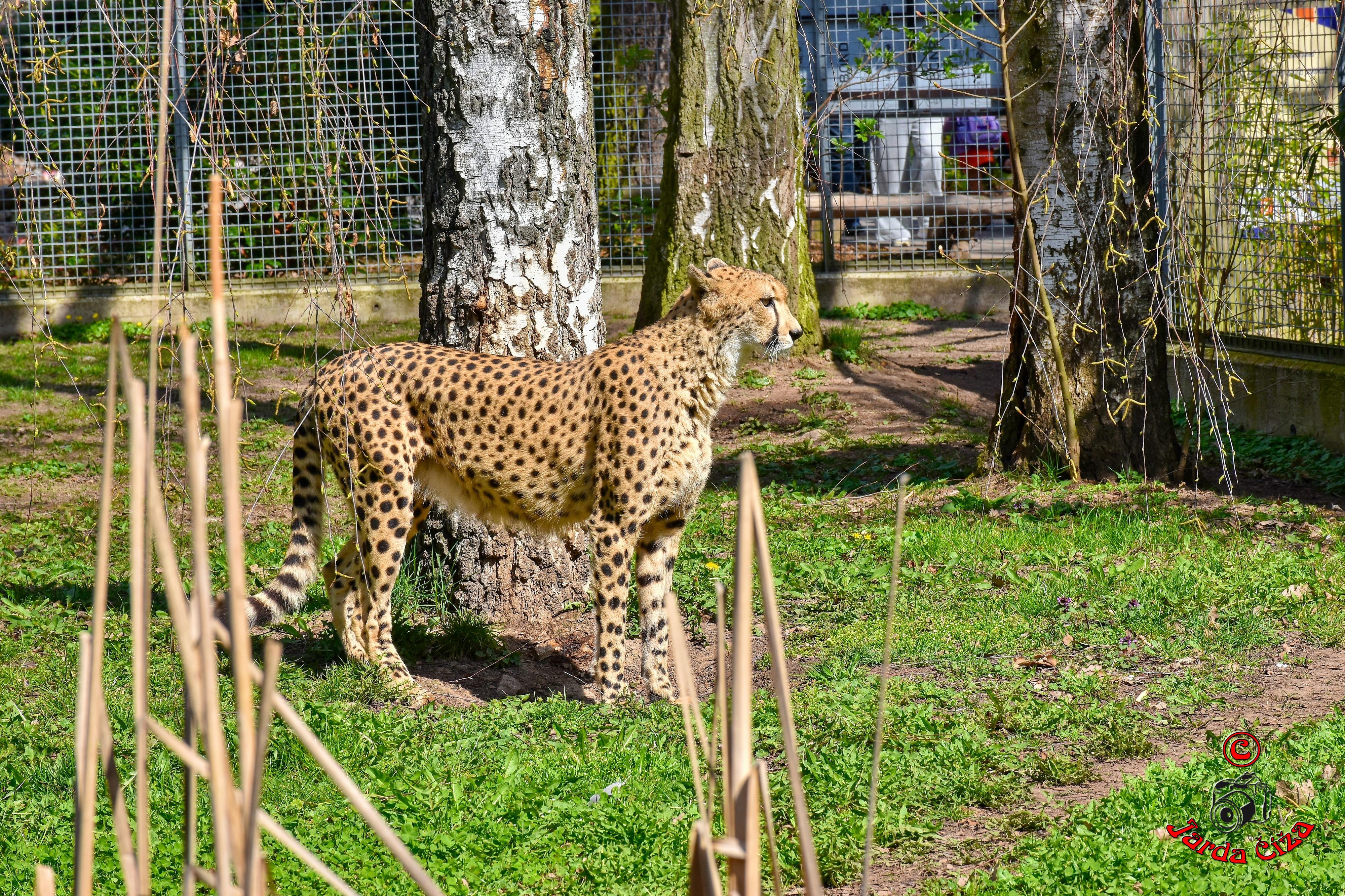 Safari Park Dvůr Králové foto 5