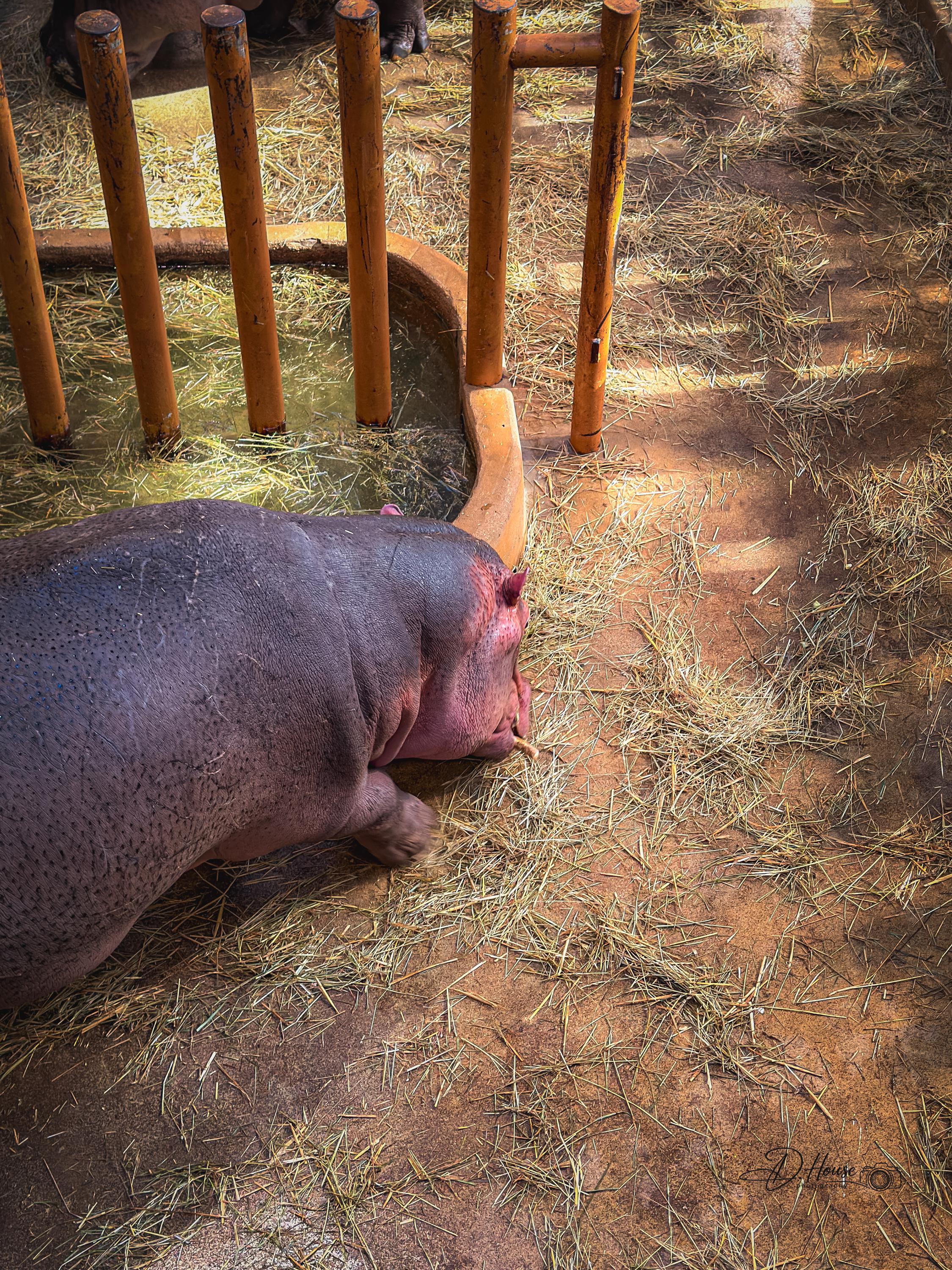 Zoologická zahrada a botanický park Ostrava foto 4