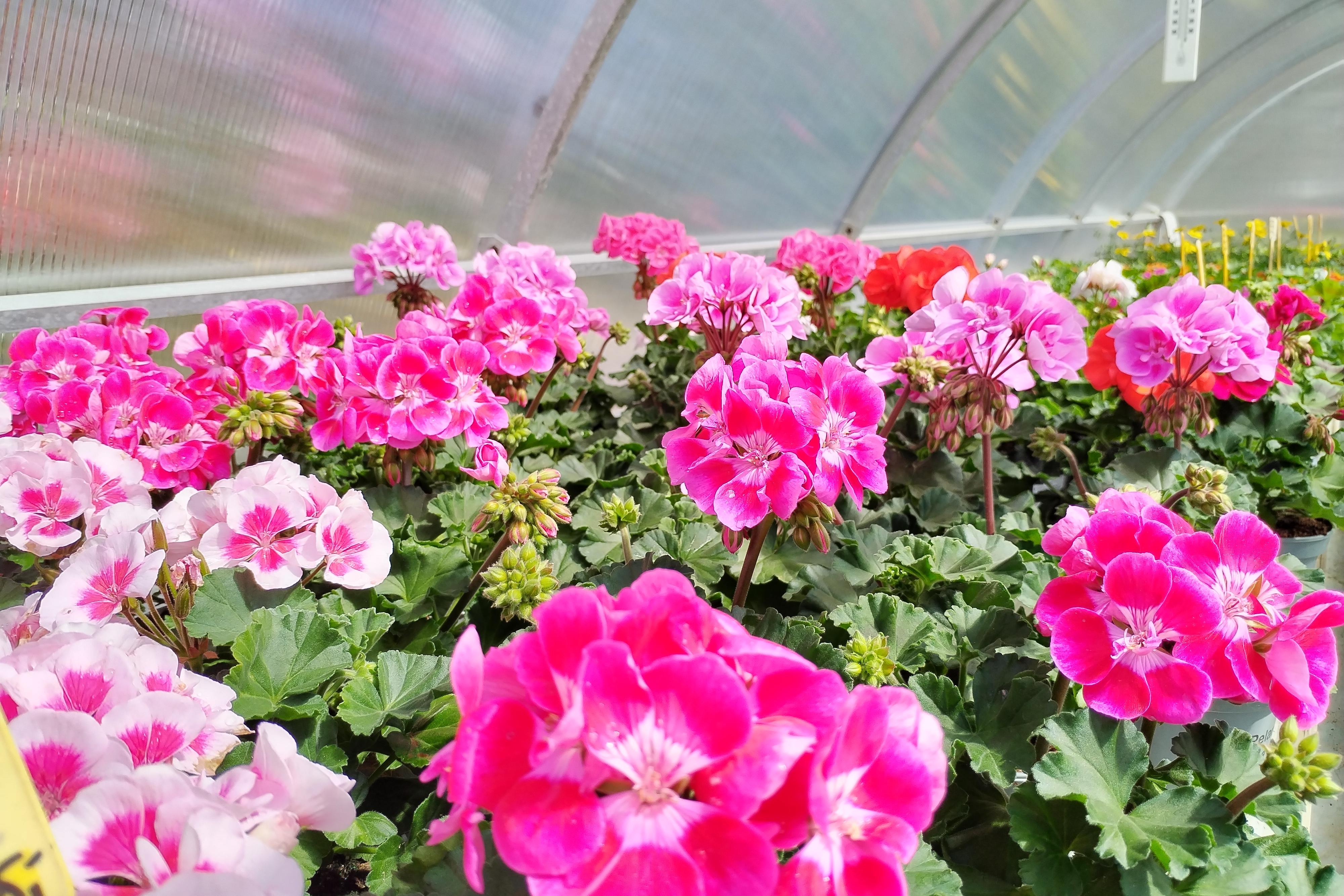 BALKONOVKY A LETNIČKY