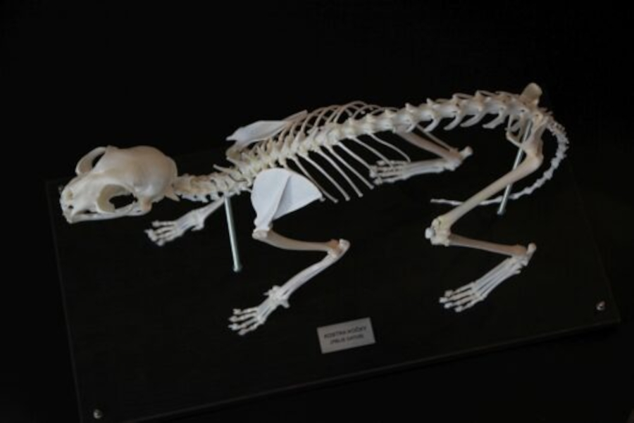 Kubacka NatureLAB s.r.o. foto 2